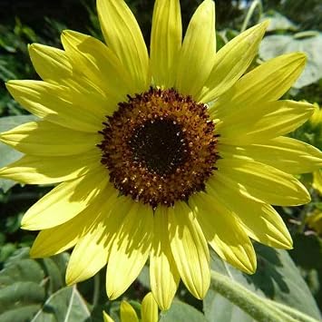 Sustainable Seed Co Lemon Queen Sunflower Seeds 4 g 95 Seeds Non-GMO | Heirloom - Open Pollinated Flower Gardening Seeds