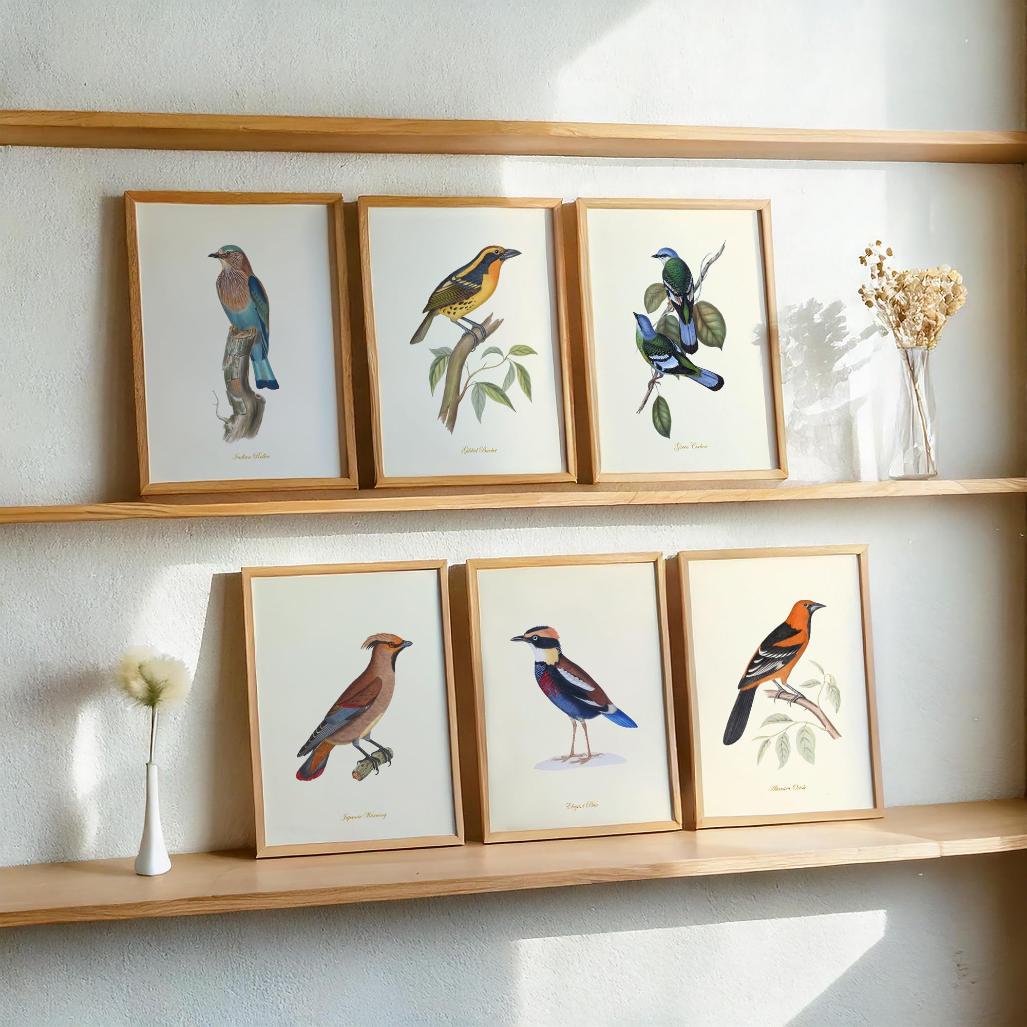 Amazon.com: Vintage Bird Wall Art Prints Set of 6 - Audubon