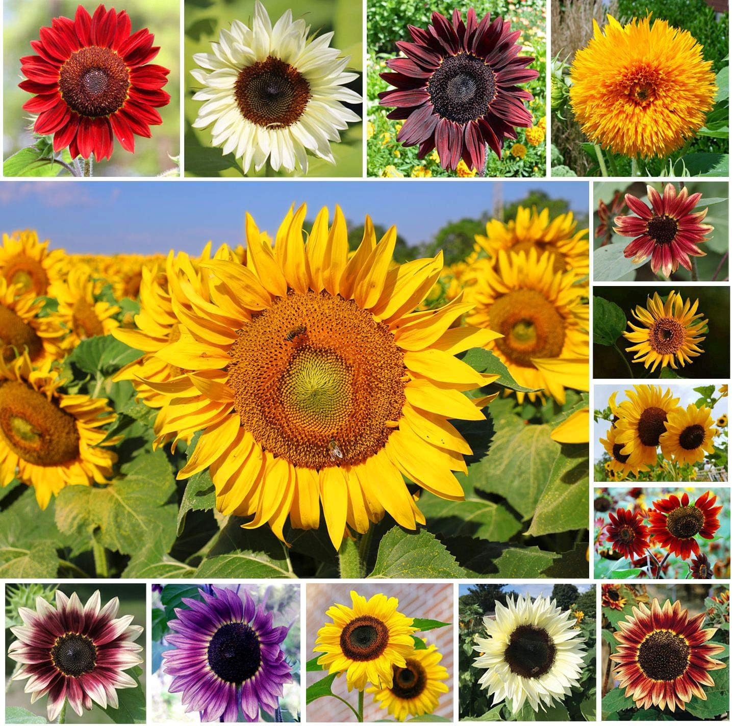 Mix Color Sunflower Seeds for Planting Outdoors (Helianthus annuus) Non