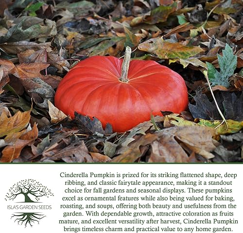 Miniatura 6 de Semillas de calabaza de Cenicienta para plantar, más de 25 semillas de reliquia por paquete, semillas sin OMG, (semillas de jardín de Isla), nombre
