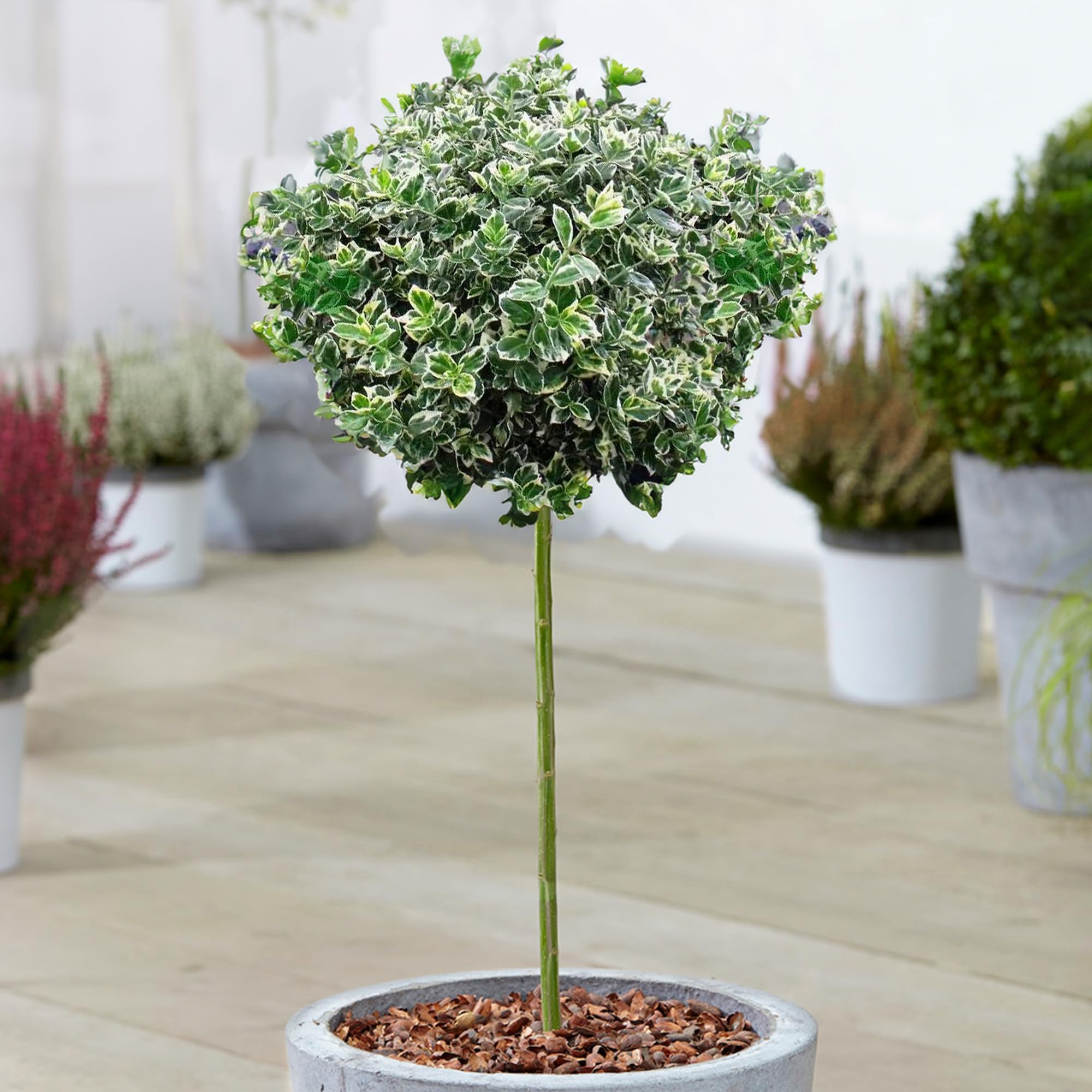 Euonymus Emerald Gaiety - Fortune's Spindle Tree - Potted