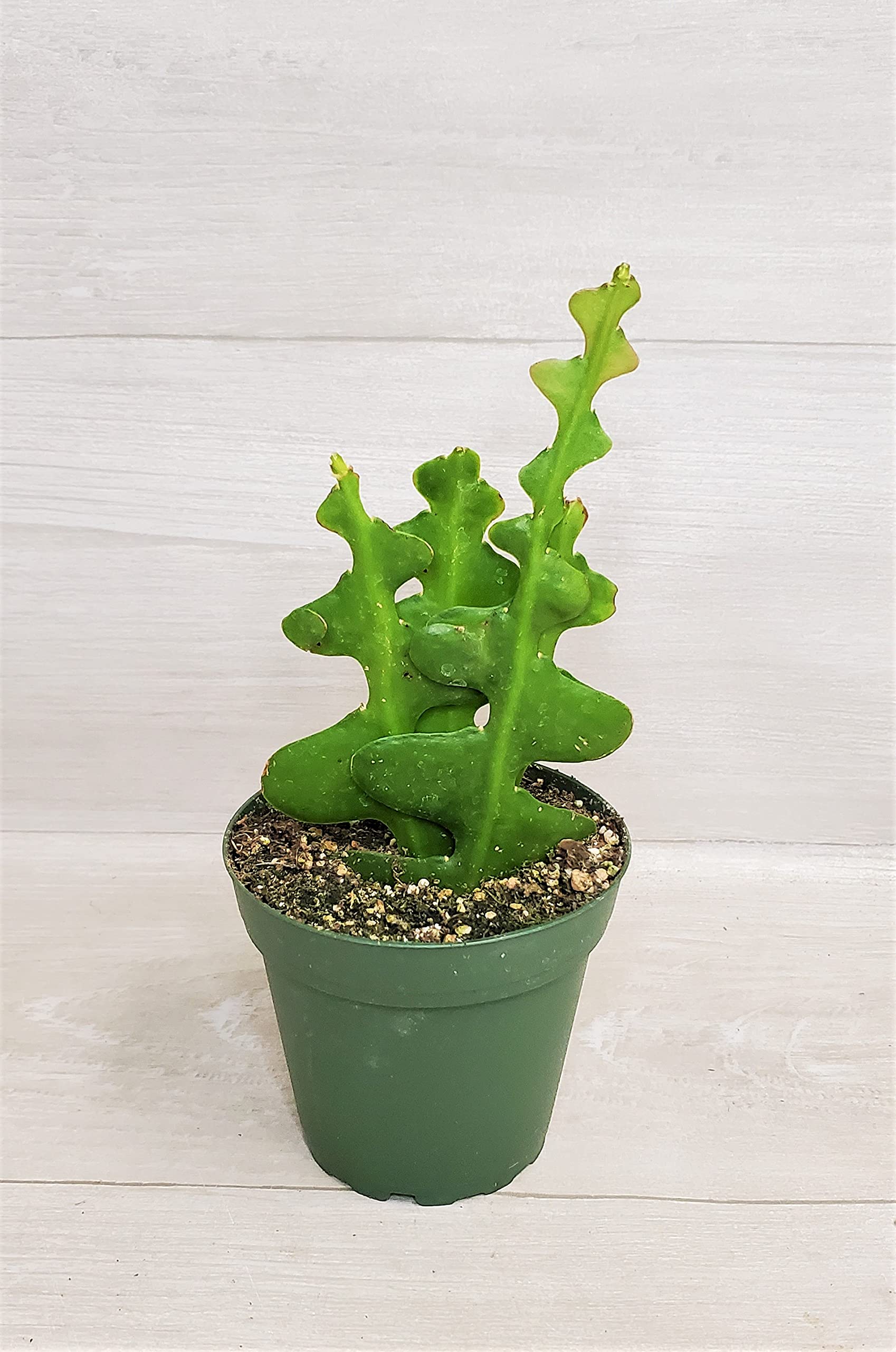 Amazon.com : Rare Fishbone Zig Zag Cactus - Live Houseplants in 4 Inch  Nursery Pot, Exotic Tropical Indoor Plants, Easy to Grow Live Indoor  Plants, Housewarming Gift for Home or Office by