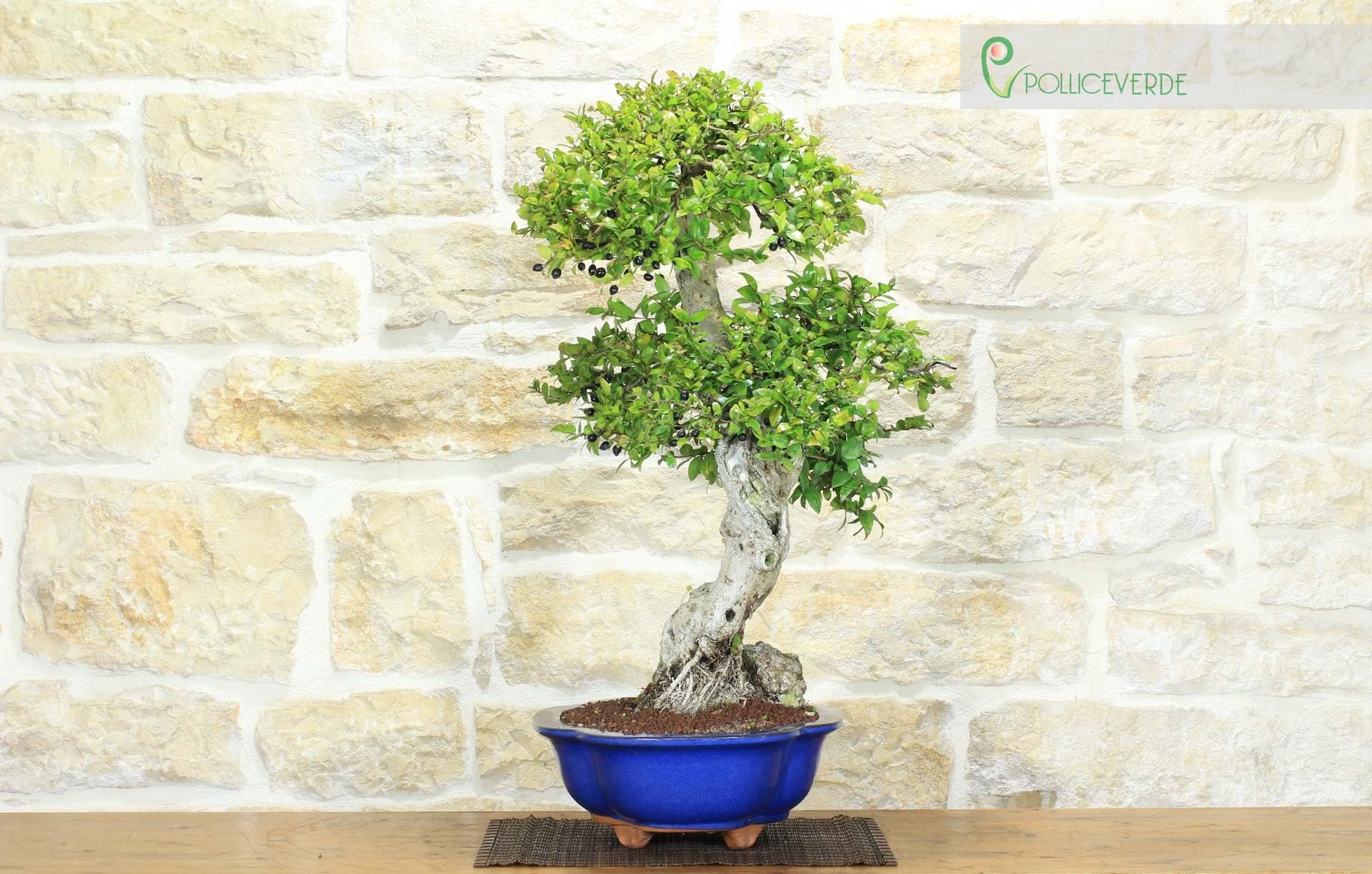 Bonsai di Mirto Pumila (35)