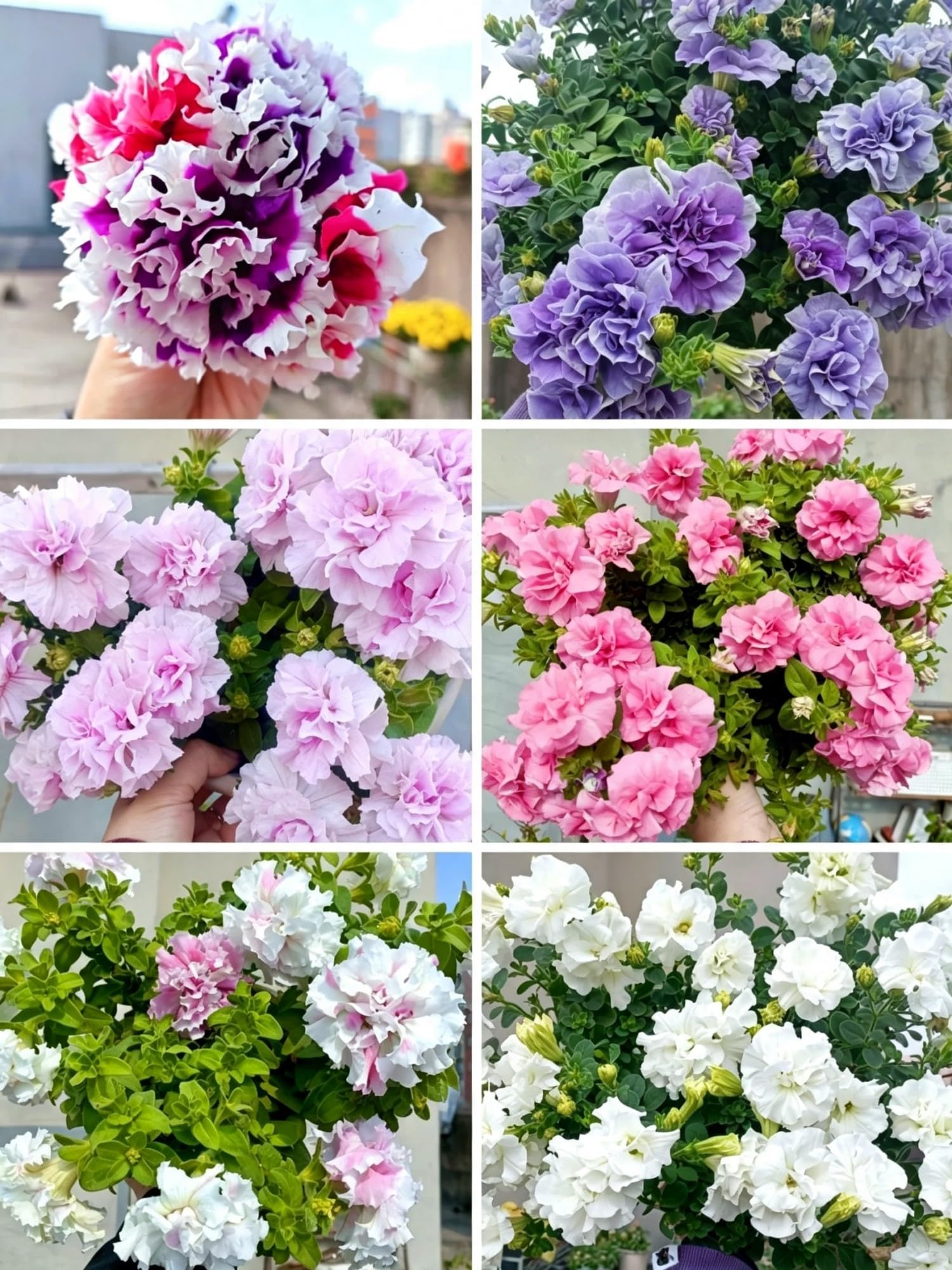 Rare Petunia Seed- Vibrant Floral Display Garden-25000pcs-Double N — image 1