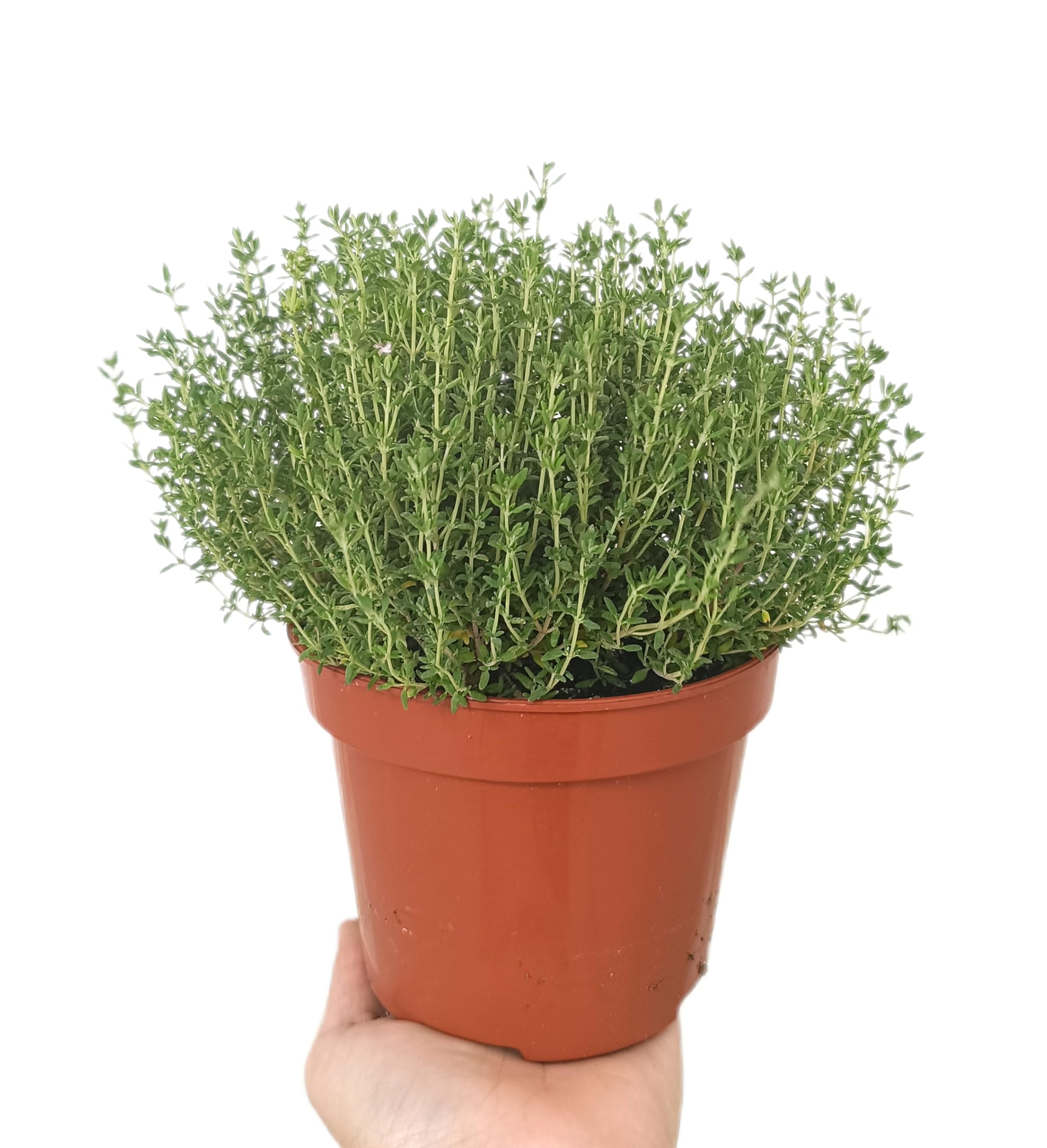 PACK DE 10 PLANTAS DE AROMÁTICAS VARIADAS NATURALES DIFERENTES VARIEDADES | ARÓMÁTICAS | FRESCURA | NATURALEZA | ECO | COCINA | VIDA | VERDE