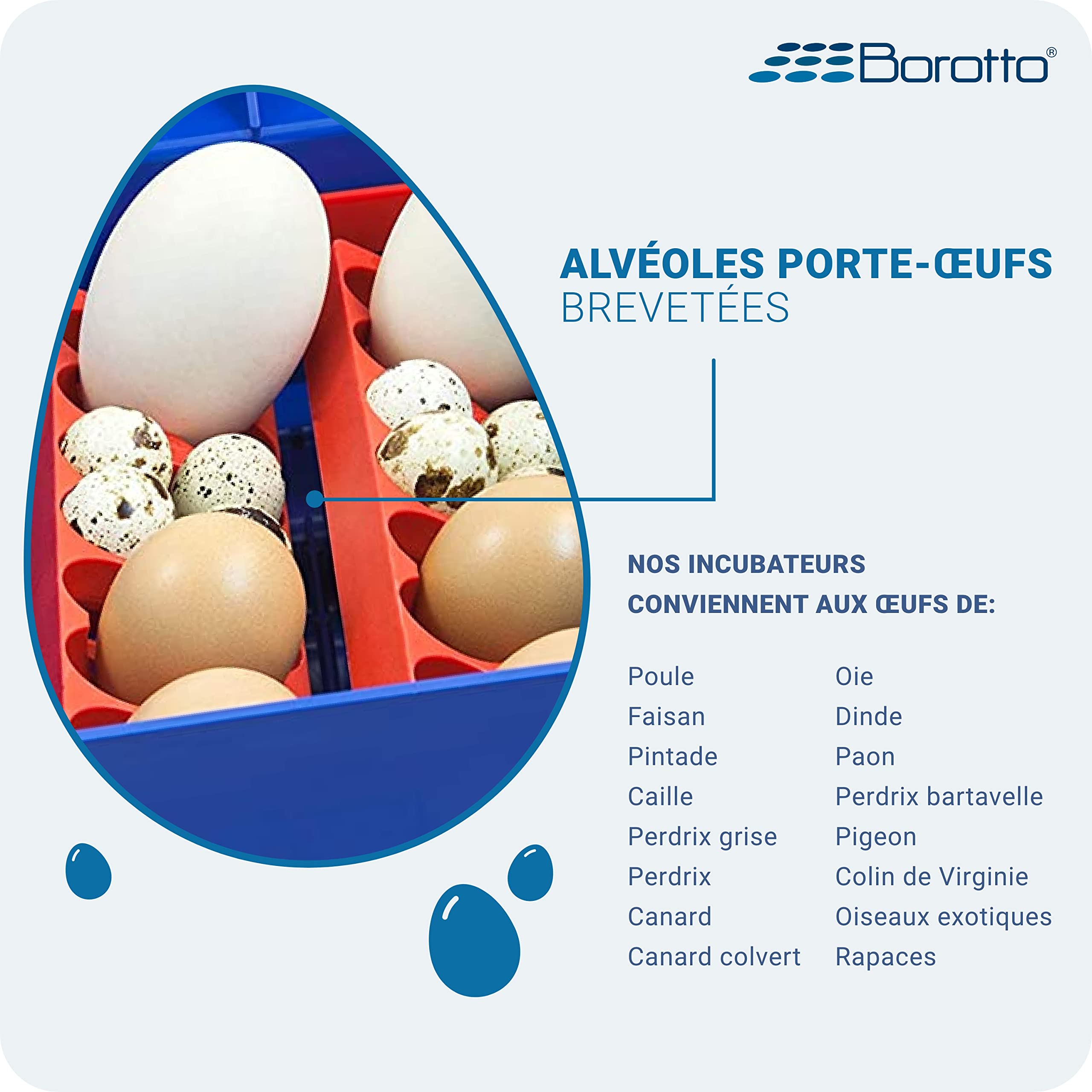 Borotto Lumia 8 | Couveuse Oeuf Automatique pour 8 Oeuf ou 32 Petits avec Retournement Automatique et Contrôle de la Température | Made in Italy