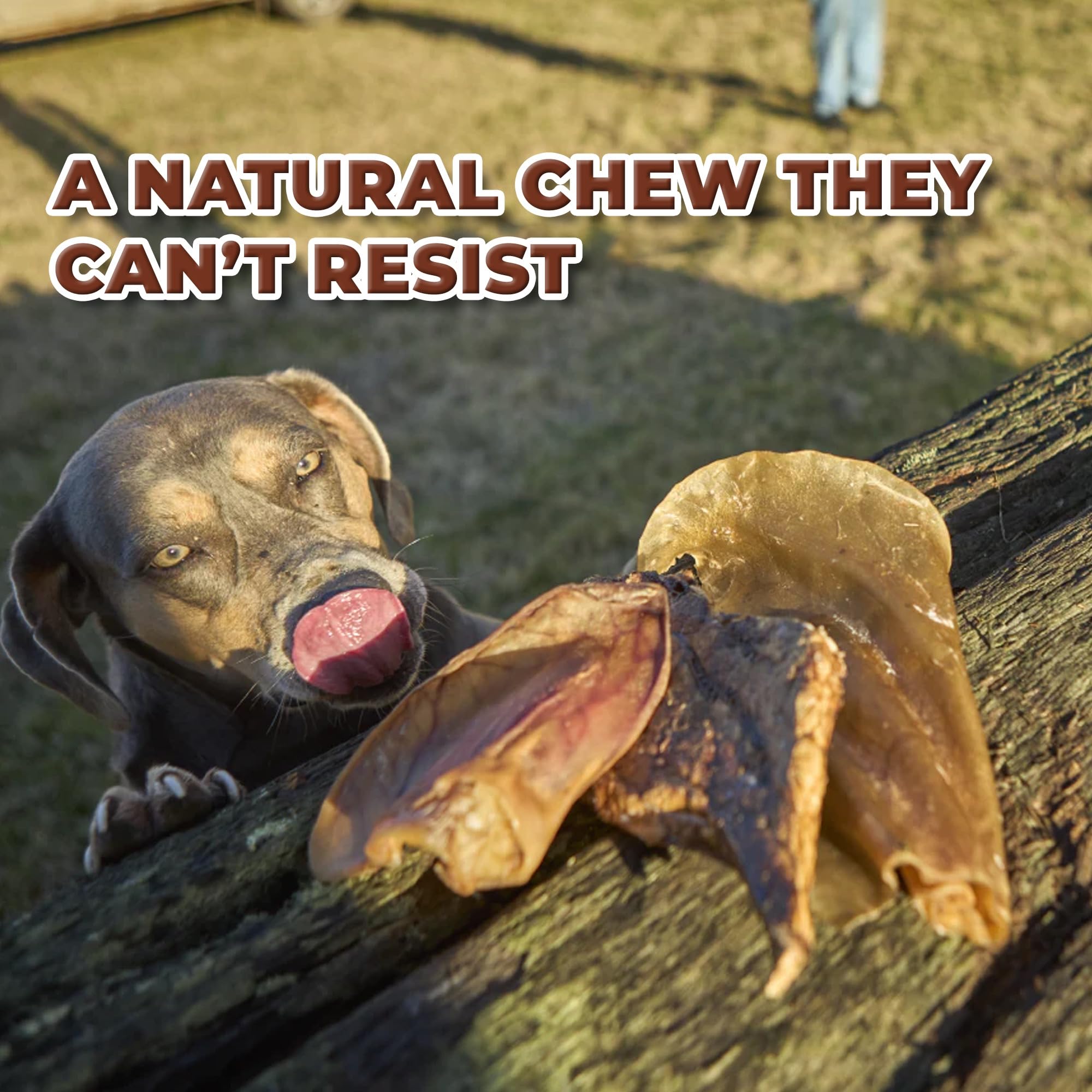 Natural Whole Pig Ear Dog Treats - 10 Pack, Thick Cut, Chemical & Hormone Free For Aggressive Chewers