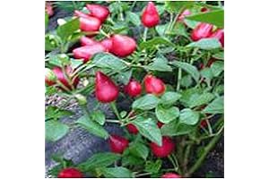 Tennessee Teardrops Sweetie Drop Sweet Peppers Certified Seeds