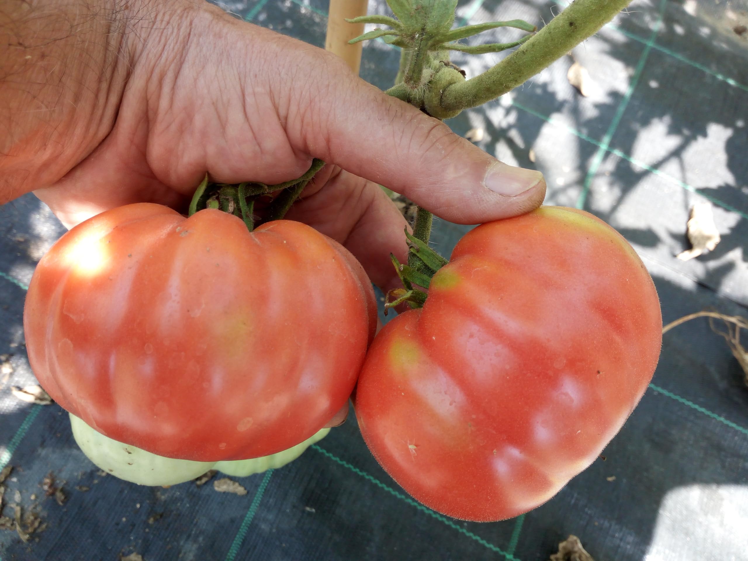 TOMATE GIGANTE BELMONTE