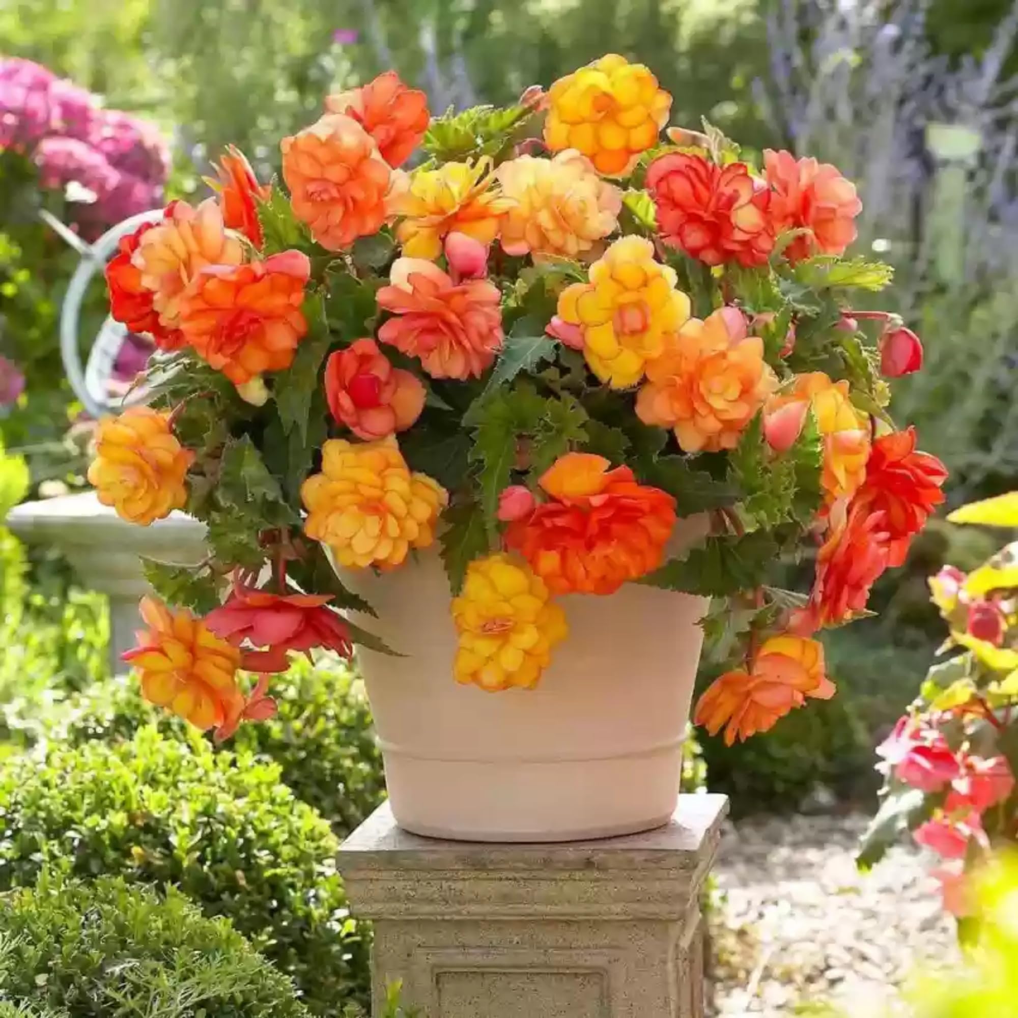 Amazon.com : 100+ Wax Begonia Seeds for Planting Perennial Large