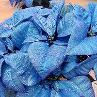 Vista 4 de Fresco 100 Semillas de Poinsettia Azul Cielo Estrella de Navidad Estrella de Navidad Semillas Perenne Vistoso Arbusto Exótico Acento Semilla