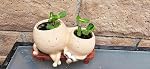 Planteur Visage Smiley Pot Cute Resin Flower Head Planter pour intérieur extérieur Siège unique Siège Pots succulents Cadeau IdeaI pour Mère, Père et Appréciation Noël avec Trou de drainage (1pcs TYPE4)