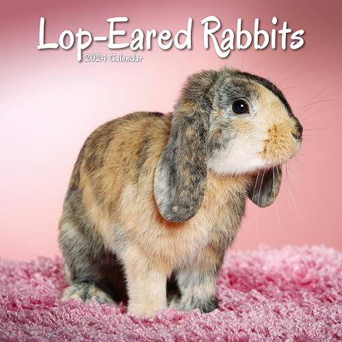 Lop Eared Rabbits Calendar 2024 | Square Animal Wall Calendar - 16 Month