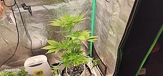 Review Image by Tiffany C. Lane Tiffany C. Lane