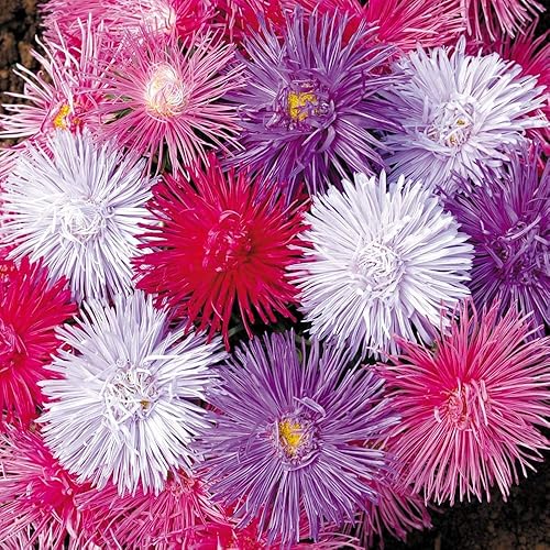 Flores Aster Krallen Mix Anual - 100 Semillas