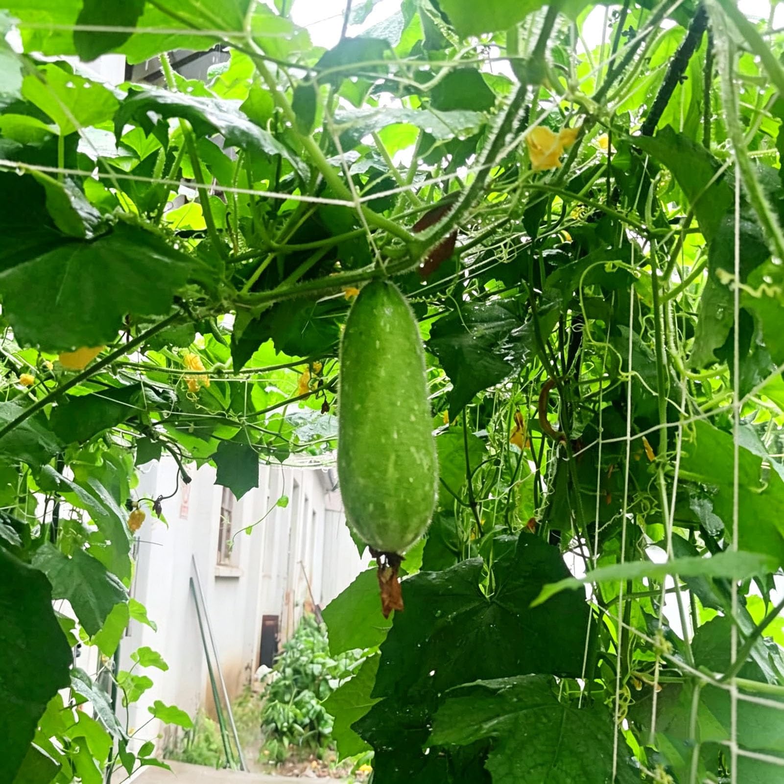 Filet à Ramer pour Plantes Grimpantes​, Filet de Soutien pour Vignes