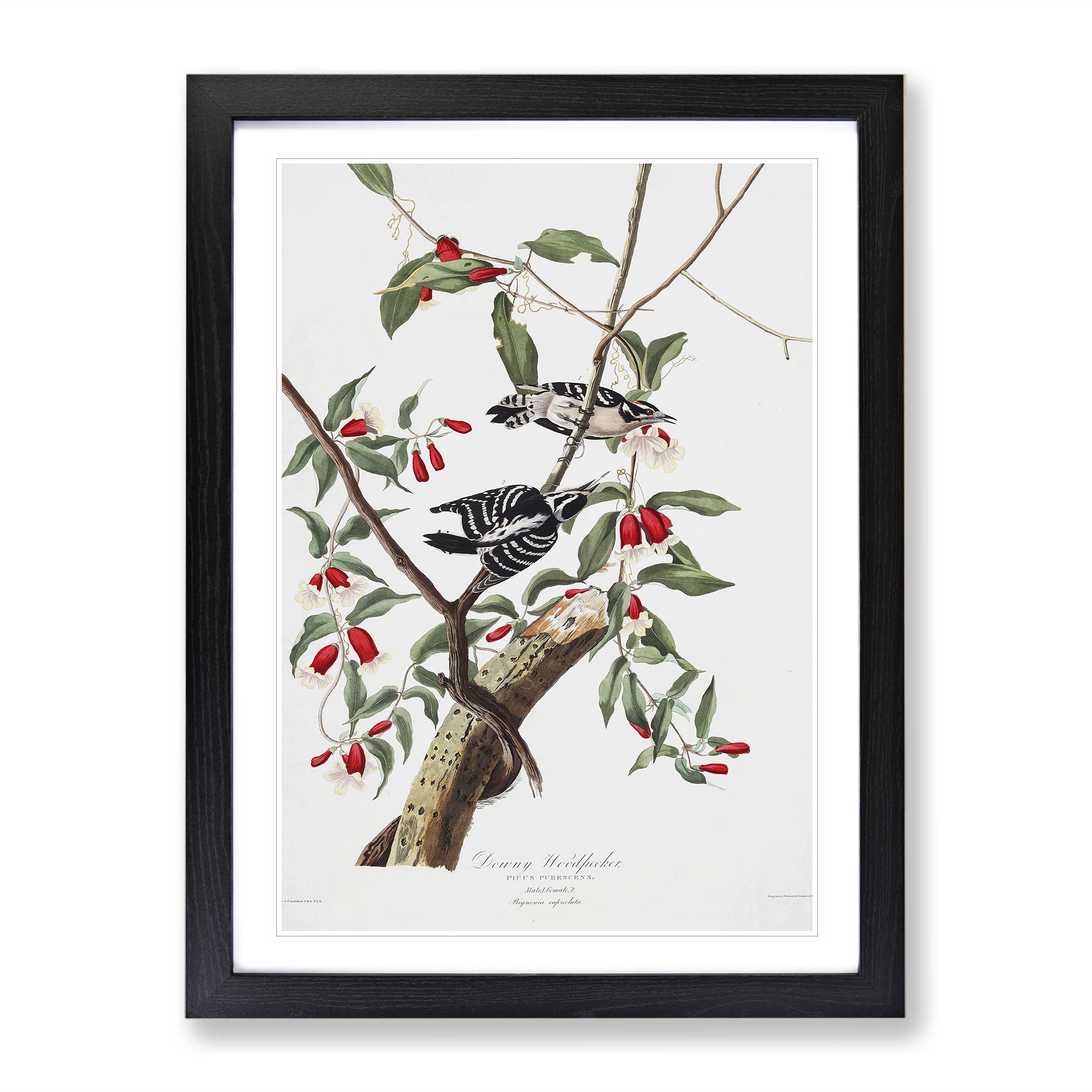 John James Audubon Downy Woodpecker Vintage Framed Wall Art Print