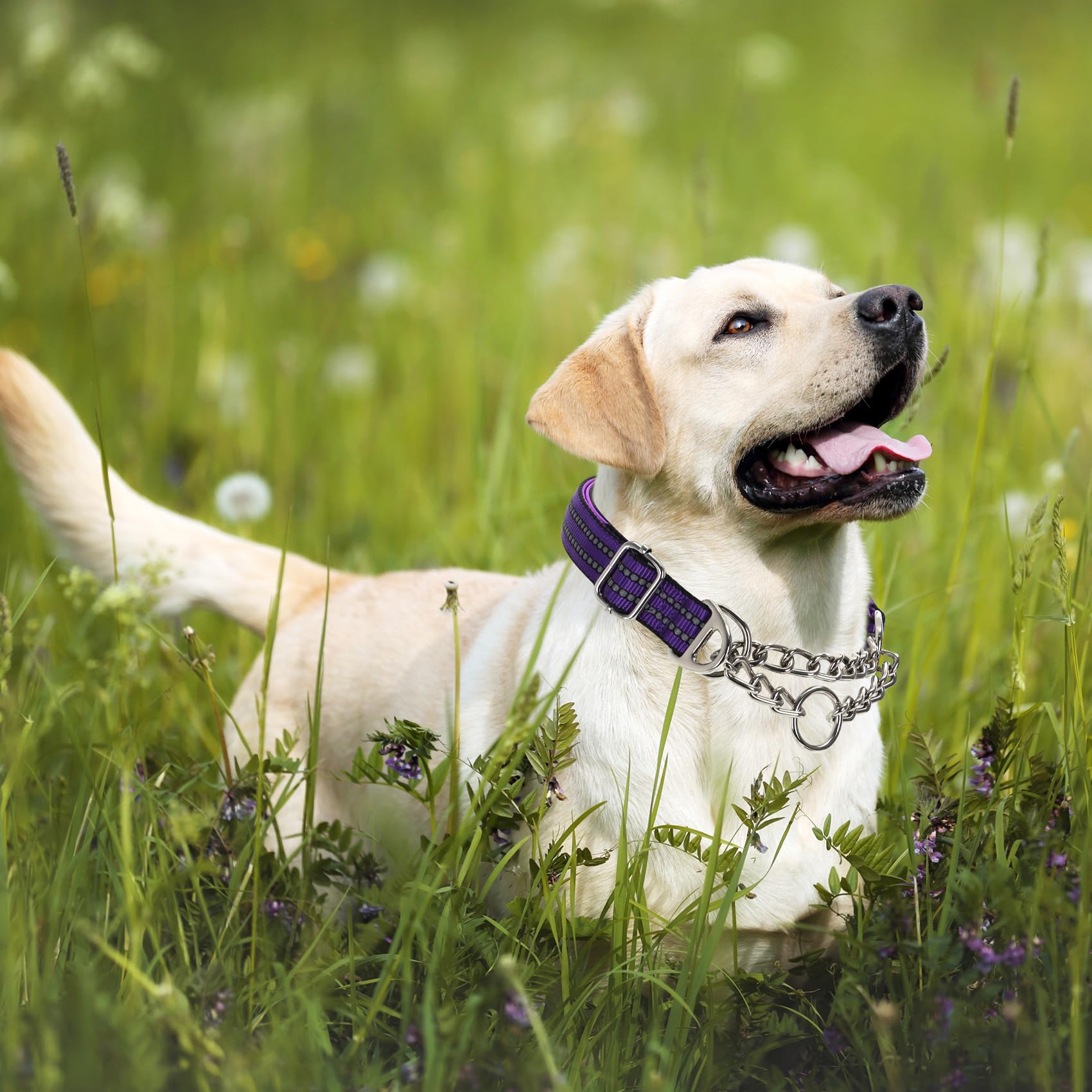 Martingale Collar for Dogs Reflective Nylon Dog Chain Collars Adjustable Heavy Duty Martingale Collar for Training Medium Large Breed Dogs - Image 3