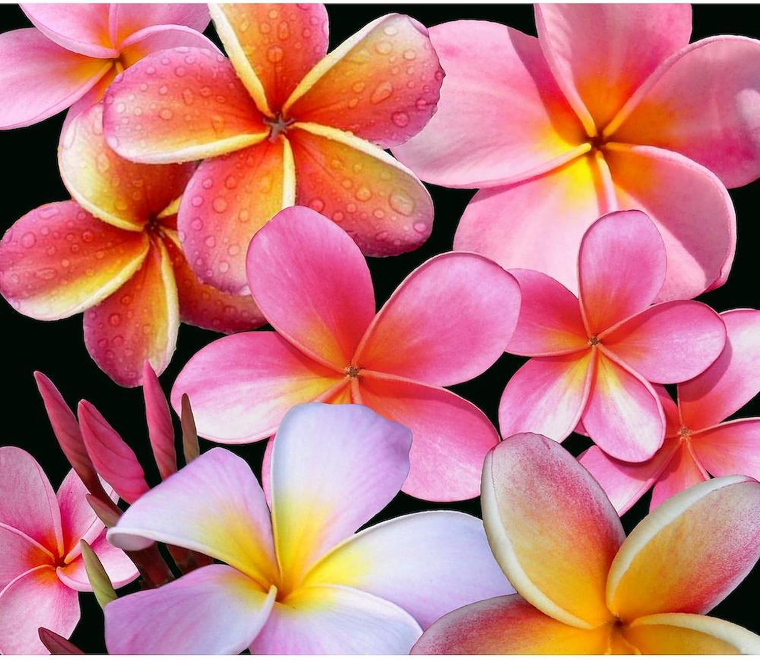 CafePress Pink Plumerias Throw Blanket Super Soft Fleece Plush Throw Blanket, 60"x50"