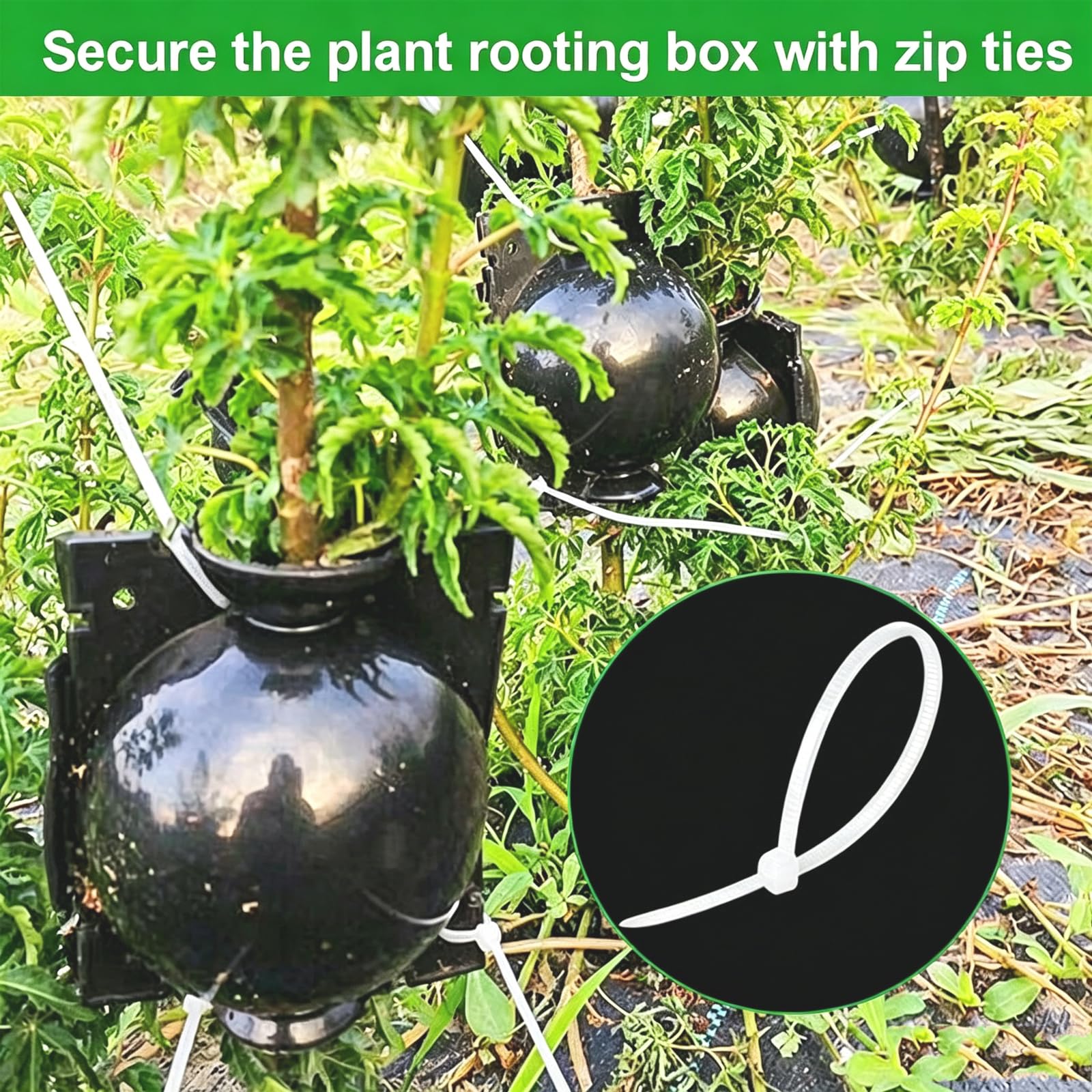 30 Piezas Dispositivo de Injerto de Plantas Caja Cultivo Raíces Plantas con Bridas de Cable Dispositivo de Enraizamiento de Plantas Reutilizable Bola Propagación Alta Presión (Negro)