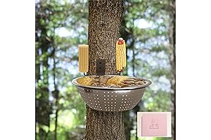 Squirrel Feeders for Outside Tree