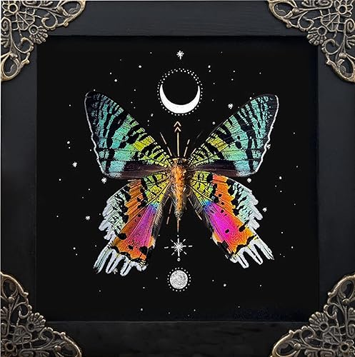 Real Sunset Moth Butterfly Astronomy Taxidermy Victorian Witchy Insect Frame Dried Bug Shadow Box Specimen Room Display Birthday Gift Wall Hanging Tabletop Bookshelf Home Decor K14-29-AS5 - Sunset Moth - Astronomy 5