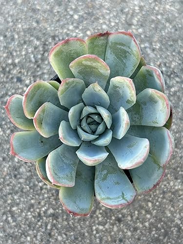 Echeveria Elegans - Planta suculenta viva de hielo de frambuesa, maceta de 2 pulgadas, totalmente enraizada con tierra, decoración para el hogar y