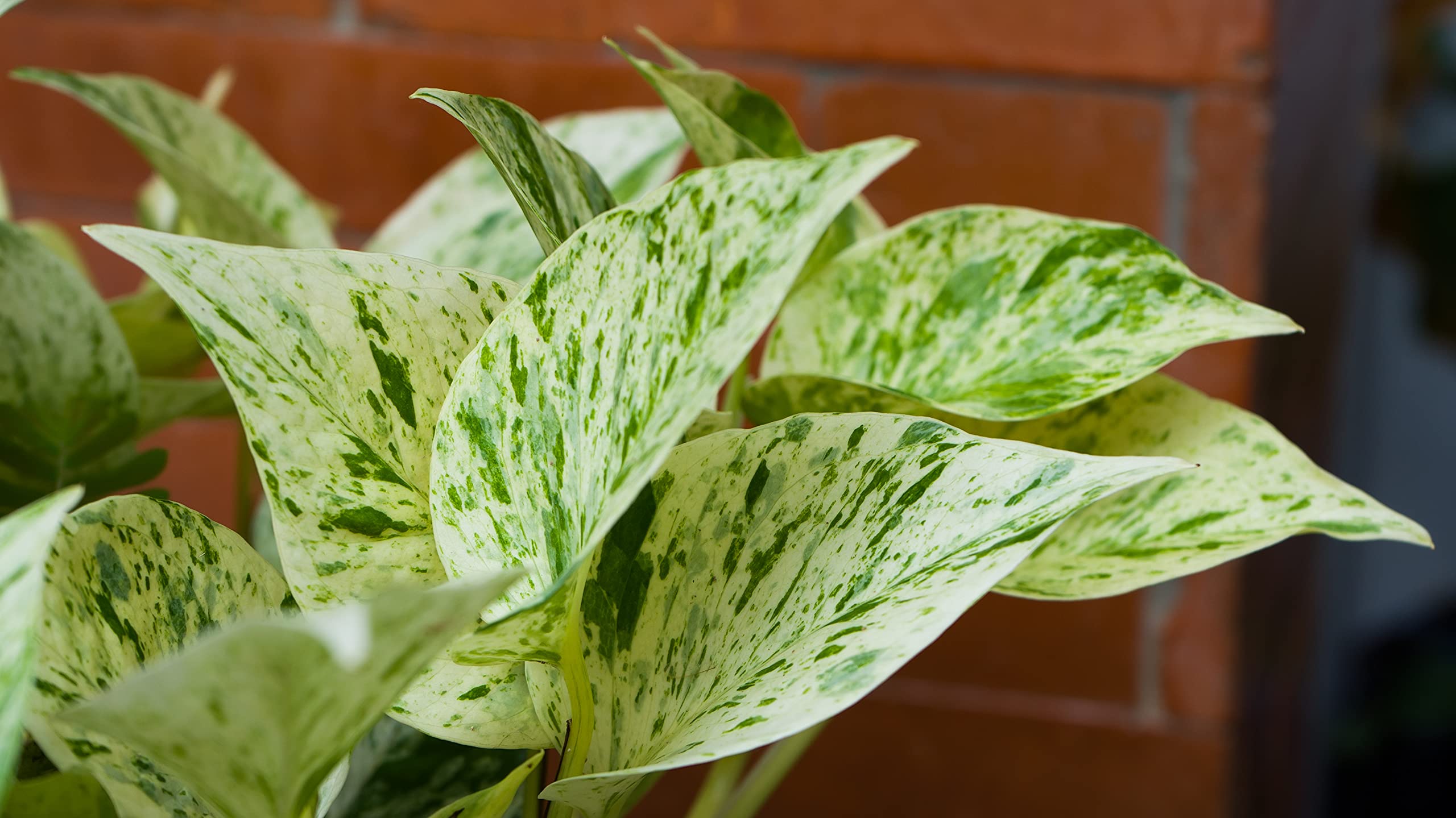 Houseplant - Scindapsus 'Marble Queen' - 1 x Full Plant in a 13cm Pot - Stunning + Premium Quality + Stylish Houseplant