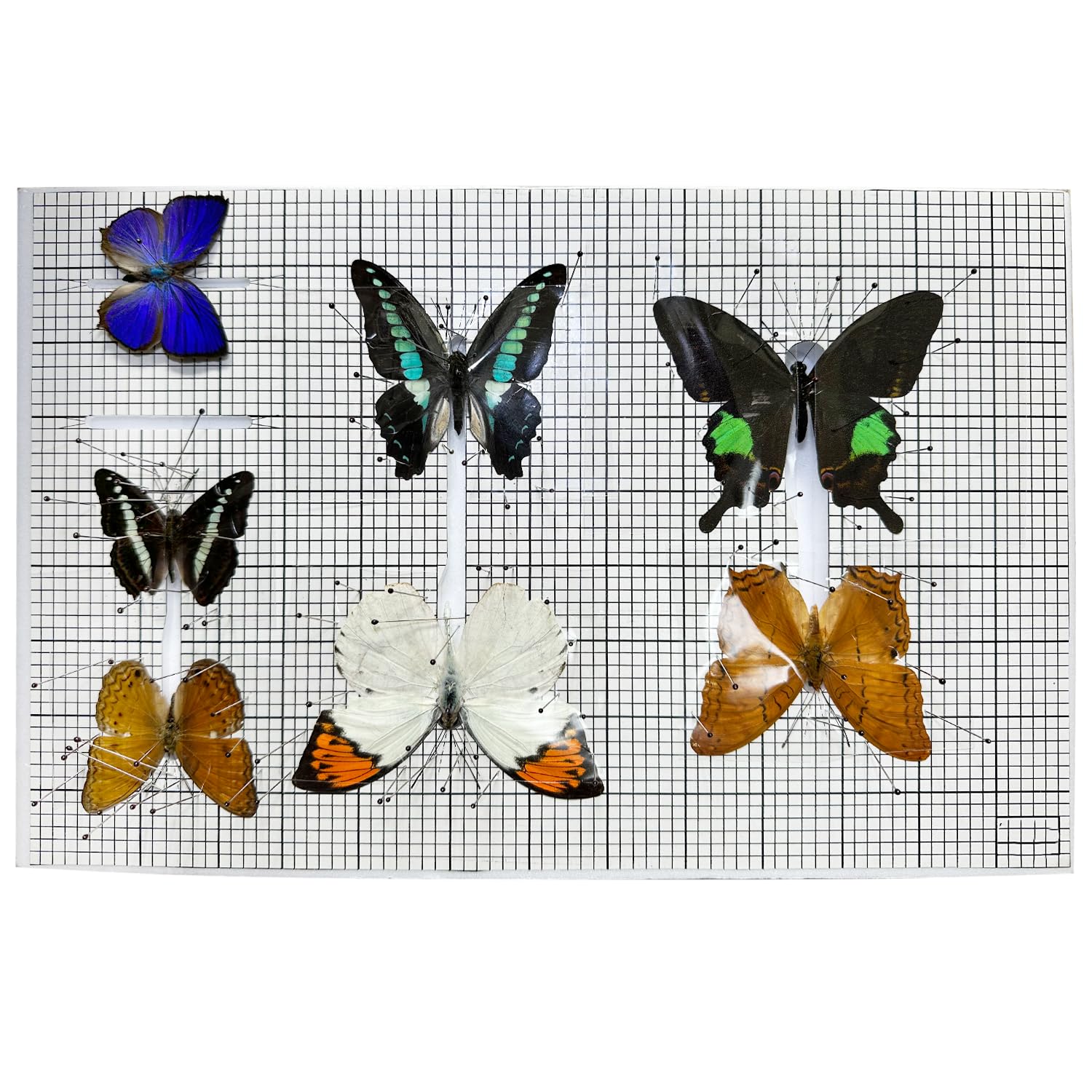 All in One Reusable Insect Pinning Board for Butterfly Spreading, Anti-Slip Mat, High Density Foam, Coordinate Scale, Butterflies Moths Bug Insect Pinning Kit