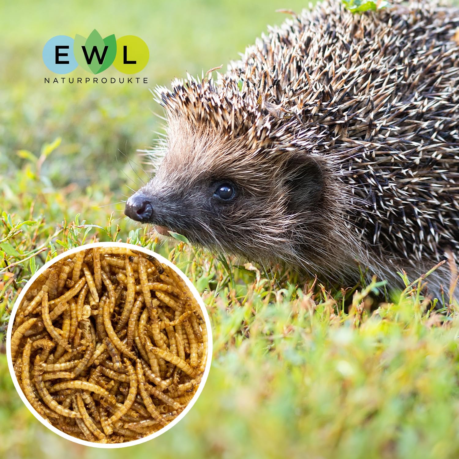 Vermi Di Farina Essiccati 1kg - Snack Proteico Per Uccelli, Pesci E Rettili | Alimento Naturale