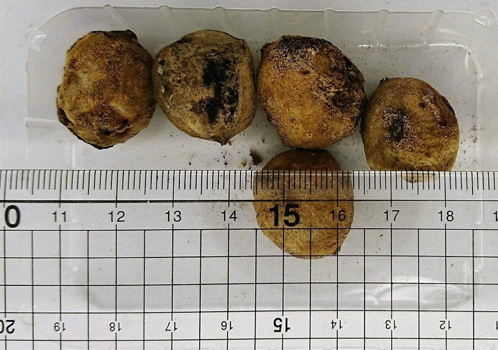 マルーラ　苗 Yahoo!オークション - マルーラ Marula 実生苗 4本 希少 熱帯