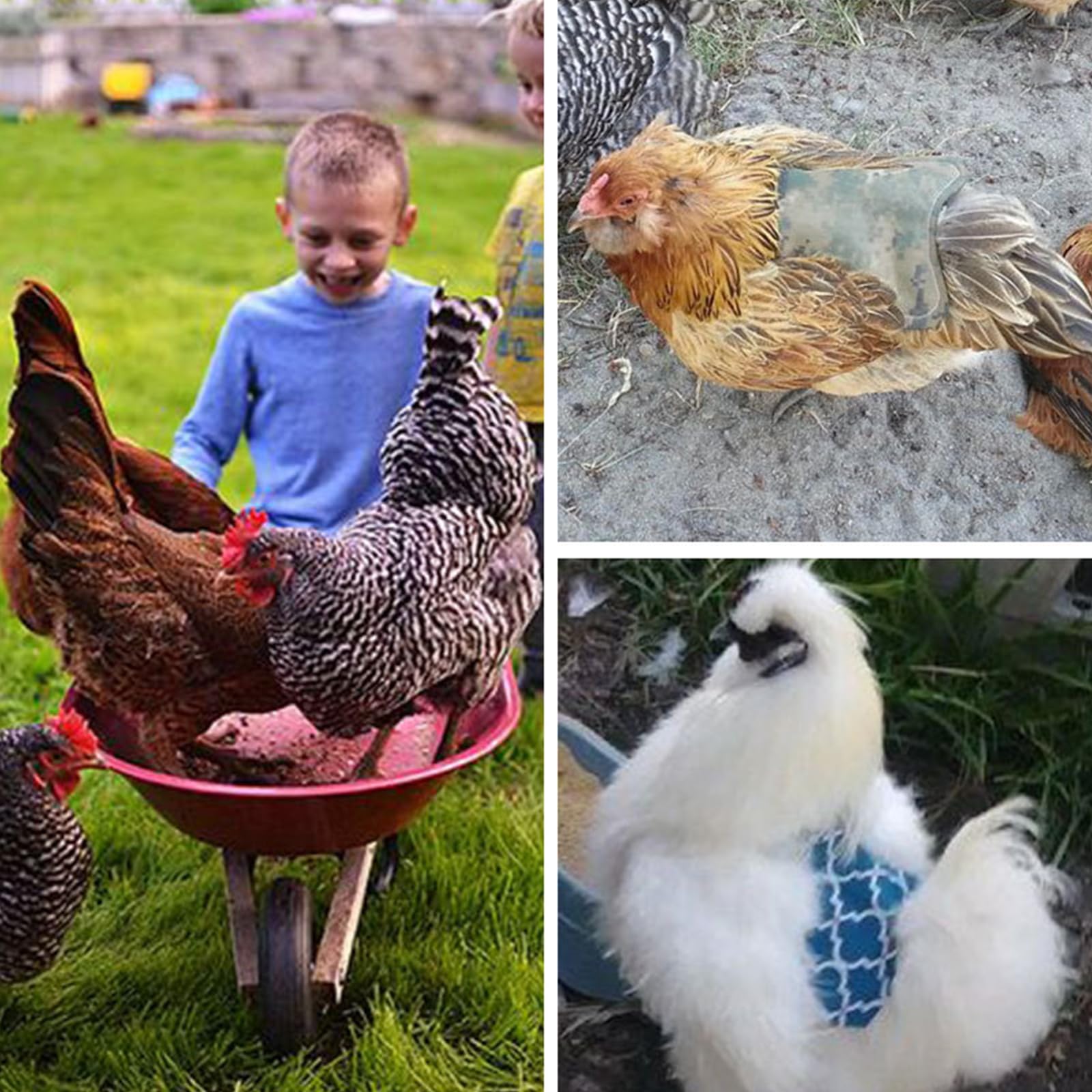 Delantal Pollo Silla de Montar,Suministros para Cuidado Gallinas,Correas para Chaqueta de Pollo,Protector de ala de Gallina,Protección para la Espalda de Gallinas,Sillín de Pollo,Sillín de Gallina