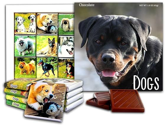 chocolate rottweiler