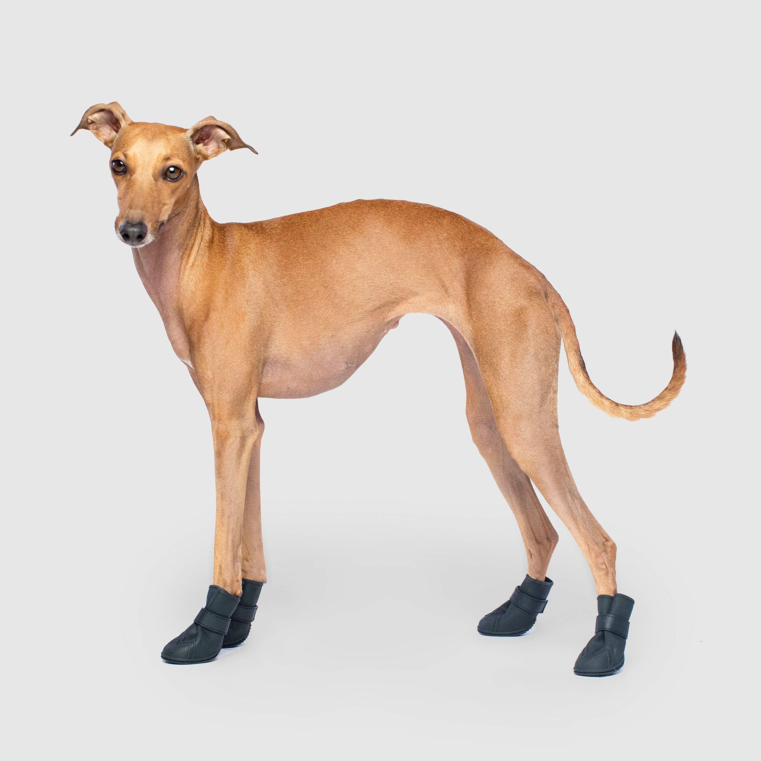 canada pooch boots