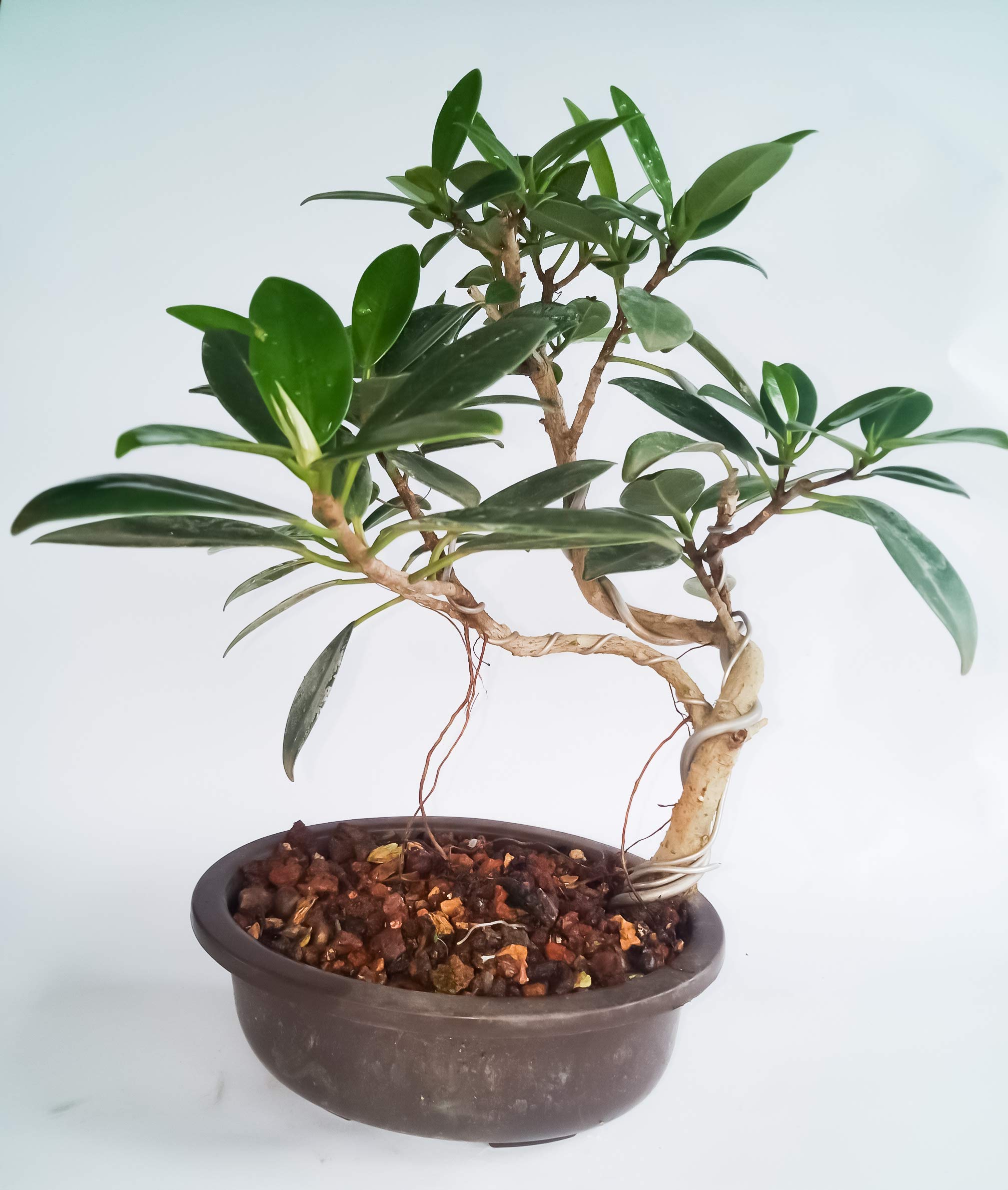 Green Paradise® Bonsai Tree Ficus Long Island Mini Banyan With Bonsai Pot (Live Plant) (B07GV25JT2) Amazon Price History, Amazon Price Tracker