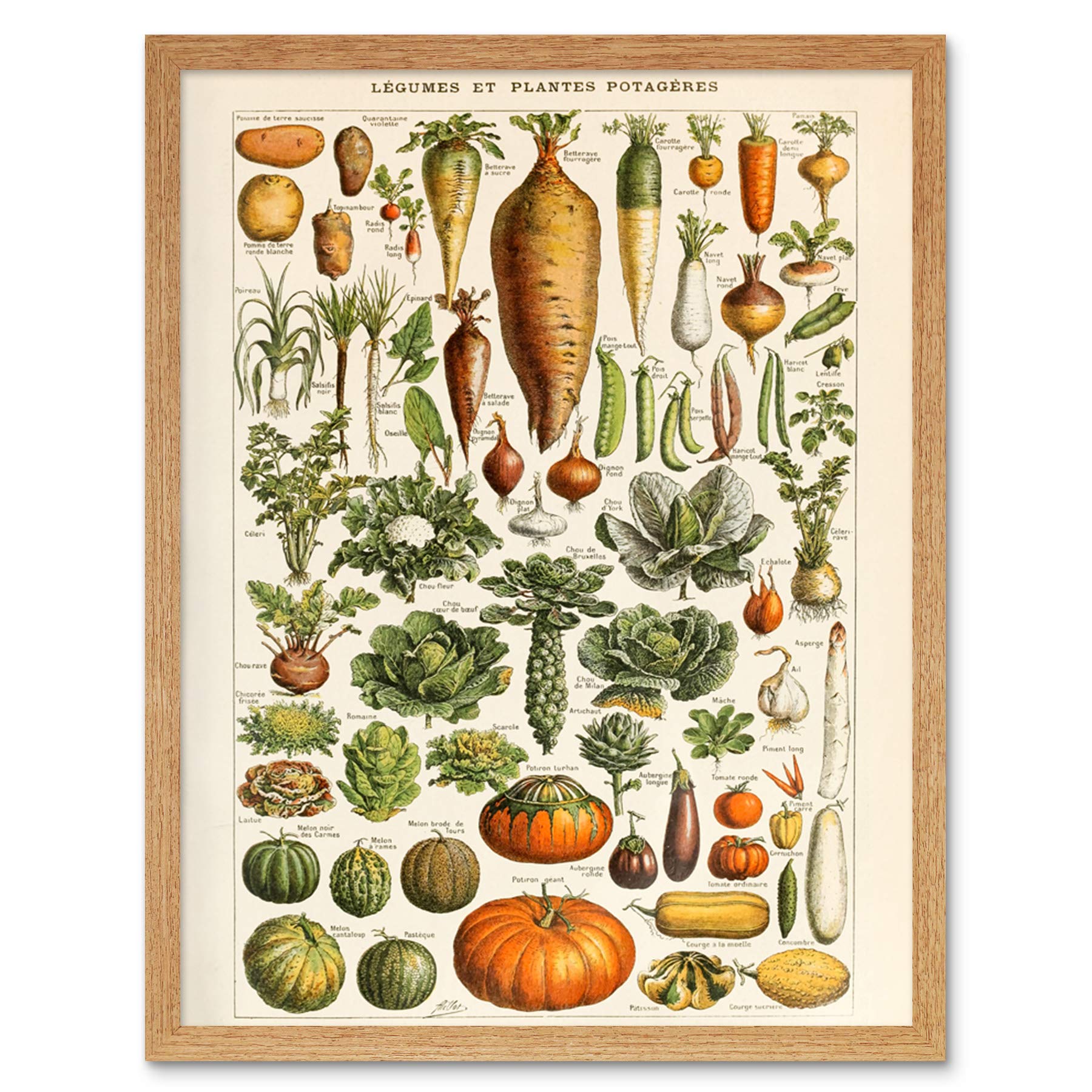 Artery8 Vegetables Legumes Millot Encyclopedia Page Art Print Framed Poster Wall Decor 12X16 Inch