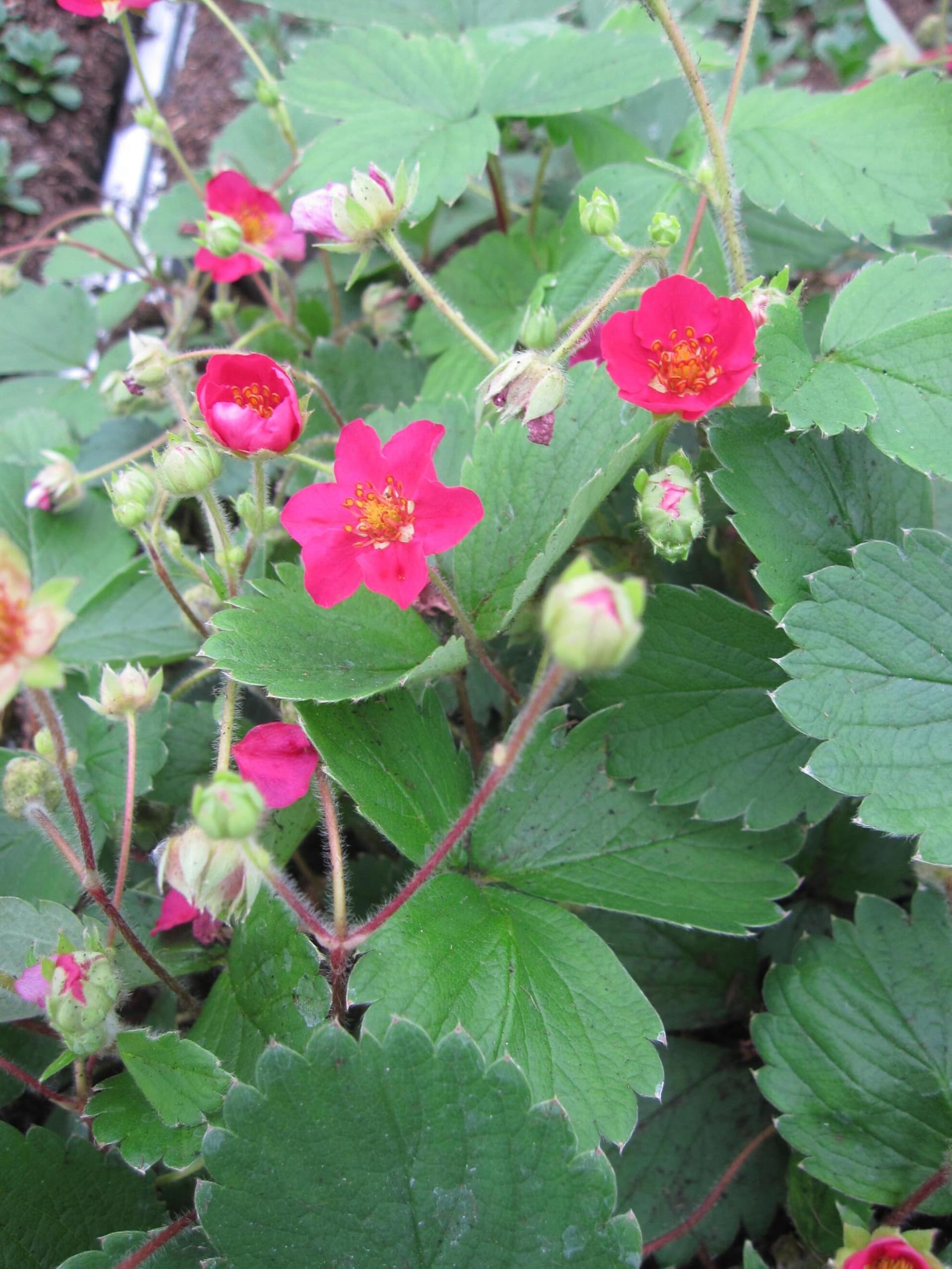 Gartenerdbeere Lipstick - Fragaria ananassa - Kulturerdbeere