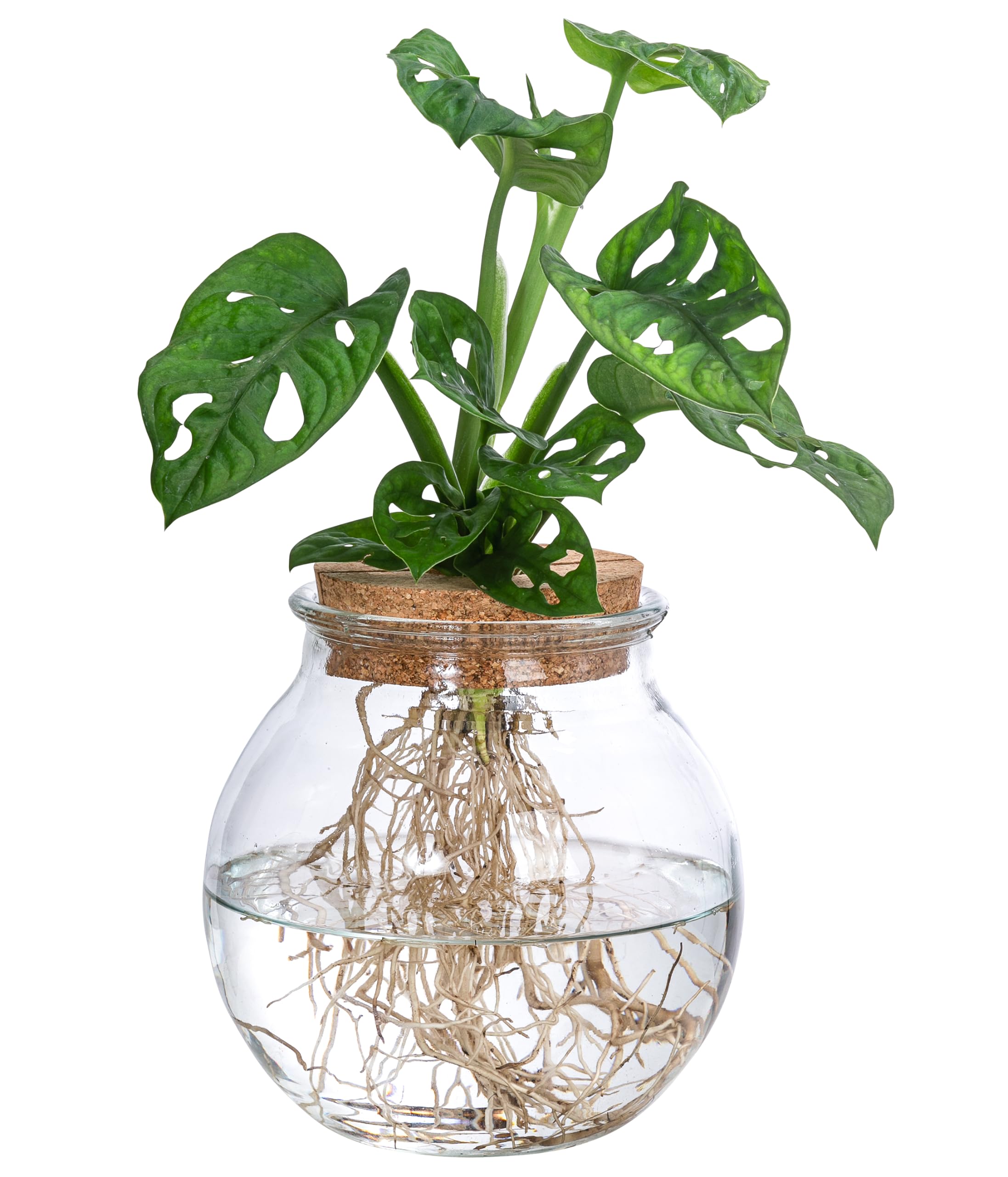 monstera monkey mask giftig Monkey Mask