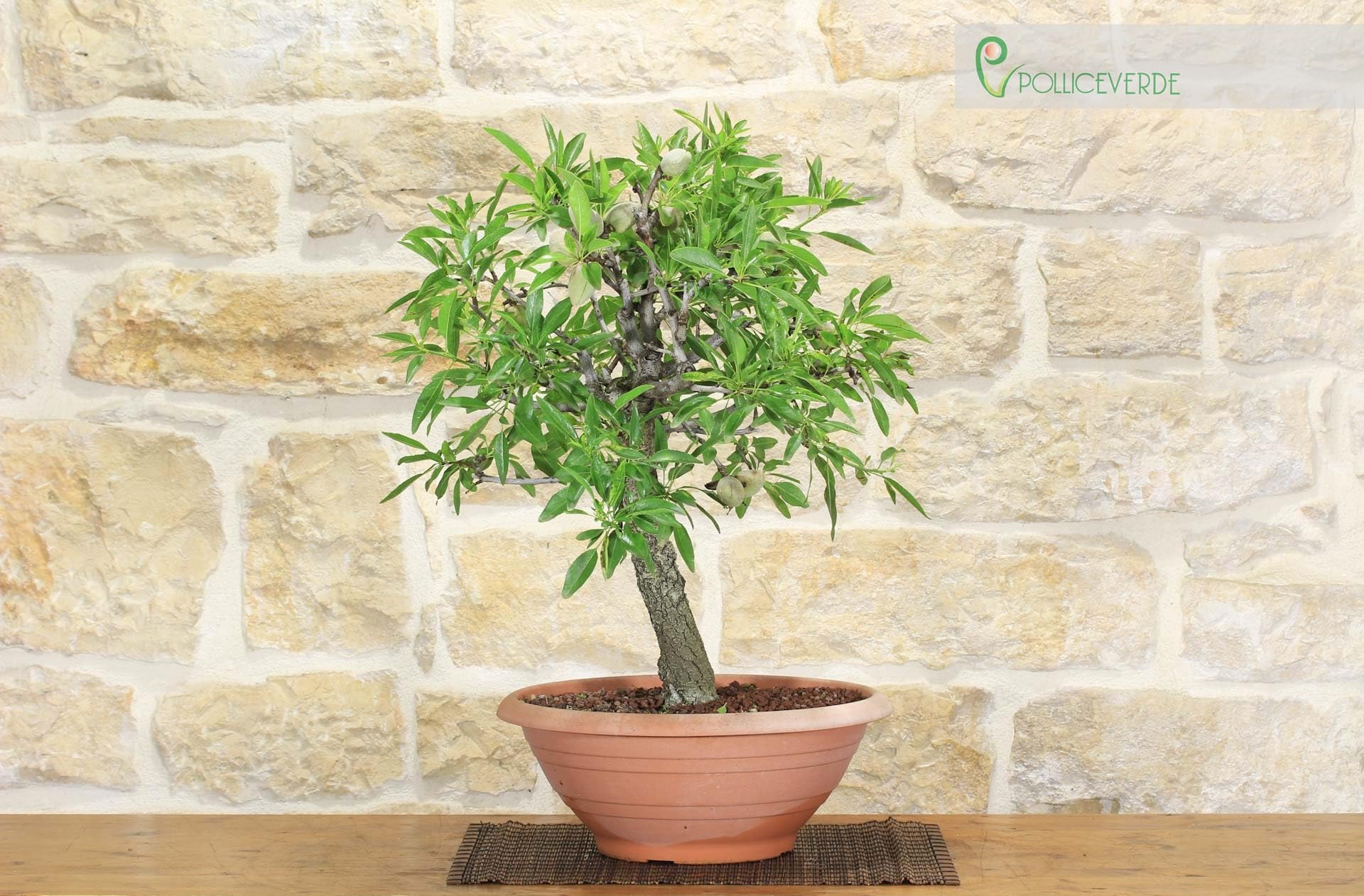 Almond pre yamadori bonsai (2) : Amazon.nl: Garden