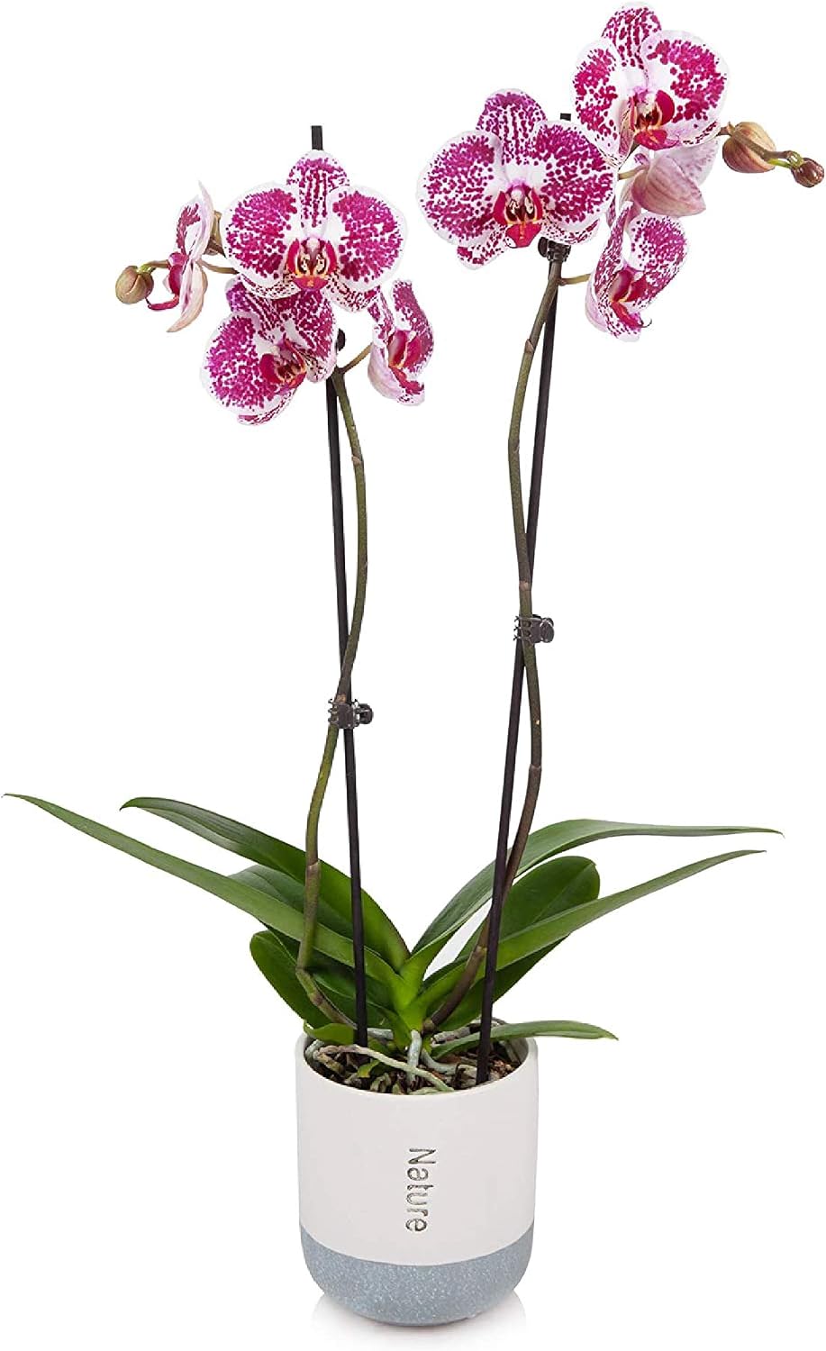 Just Add Ice Orchid Easy Care Live Plants, 5” Diameter, Purple and White