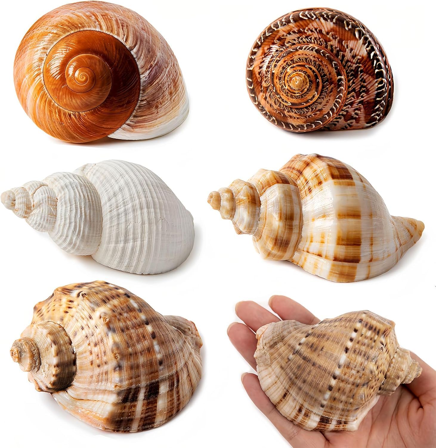 Set Di 12 Conchiglie Marine Naturali Per Granchi Eremiti – 4-8 Cm, Aperture 1,5-4,7 Cm, Ideali Per Decorazioni Acquario E Stile Spiaggia