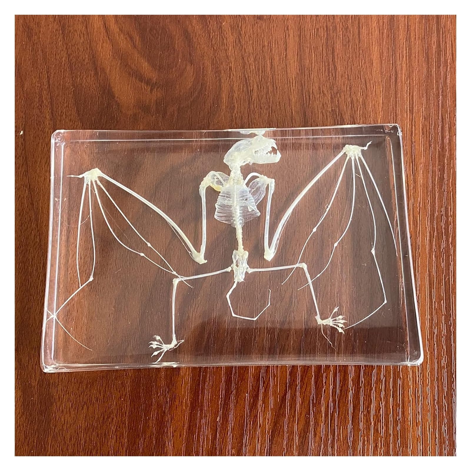 Fledermaus-Skelett-Exemplar in Acrylblock, Einbettungsexemplare für naturwissenschaftliche Klassenzimmer, Taxidermie für den naturwissenschaftlichen Unterricht, 5 x 3,5 x 1,2 Zoll