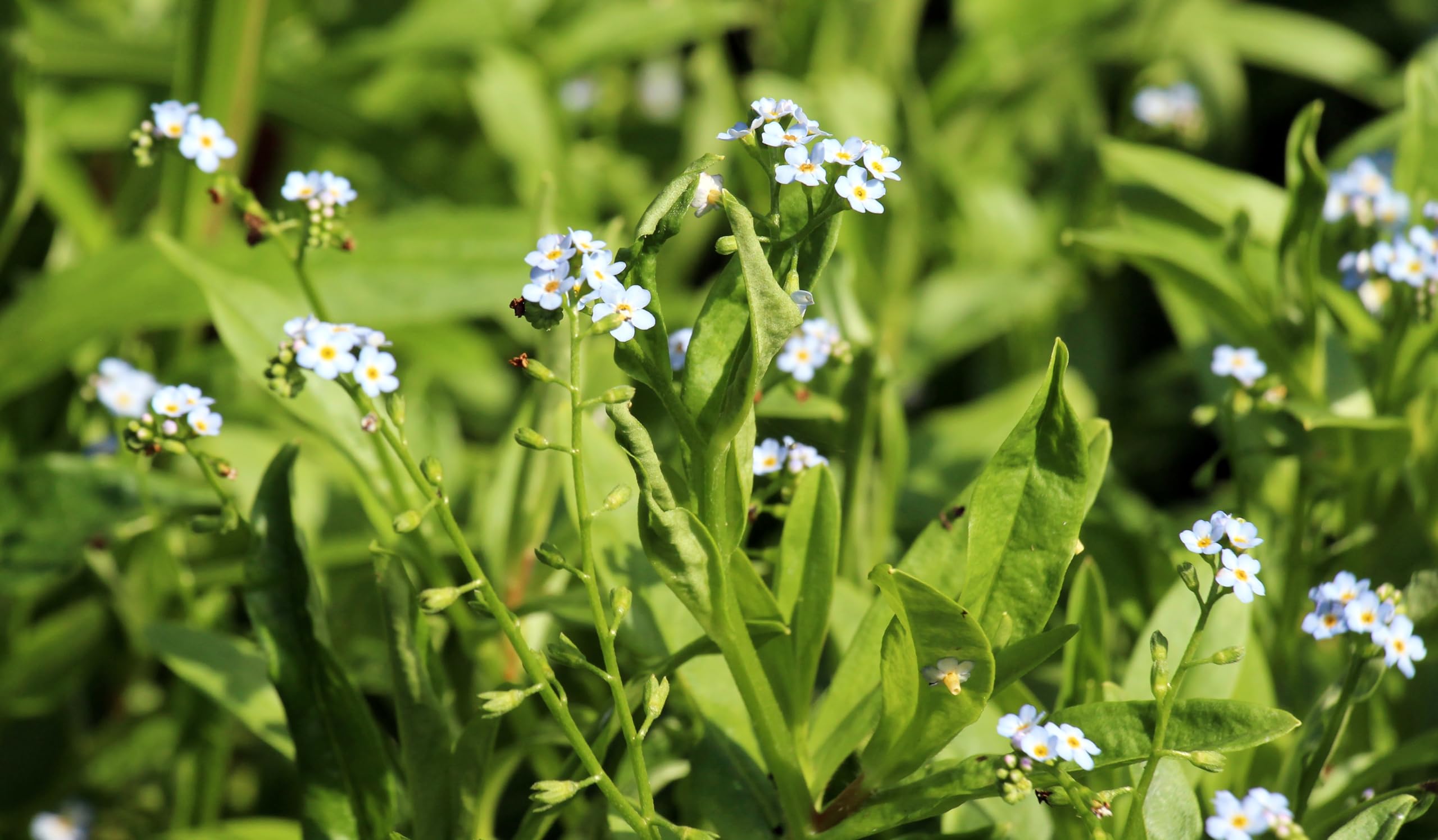 Lincolnshire Pond Plants Ltd - Myosotis scorpioides (Water Forget-me-not) - Marginal Pond Plants - MP084-1 / 7cm
