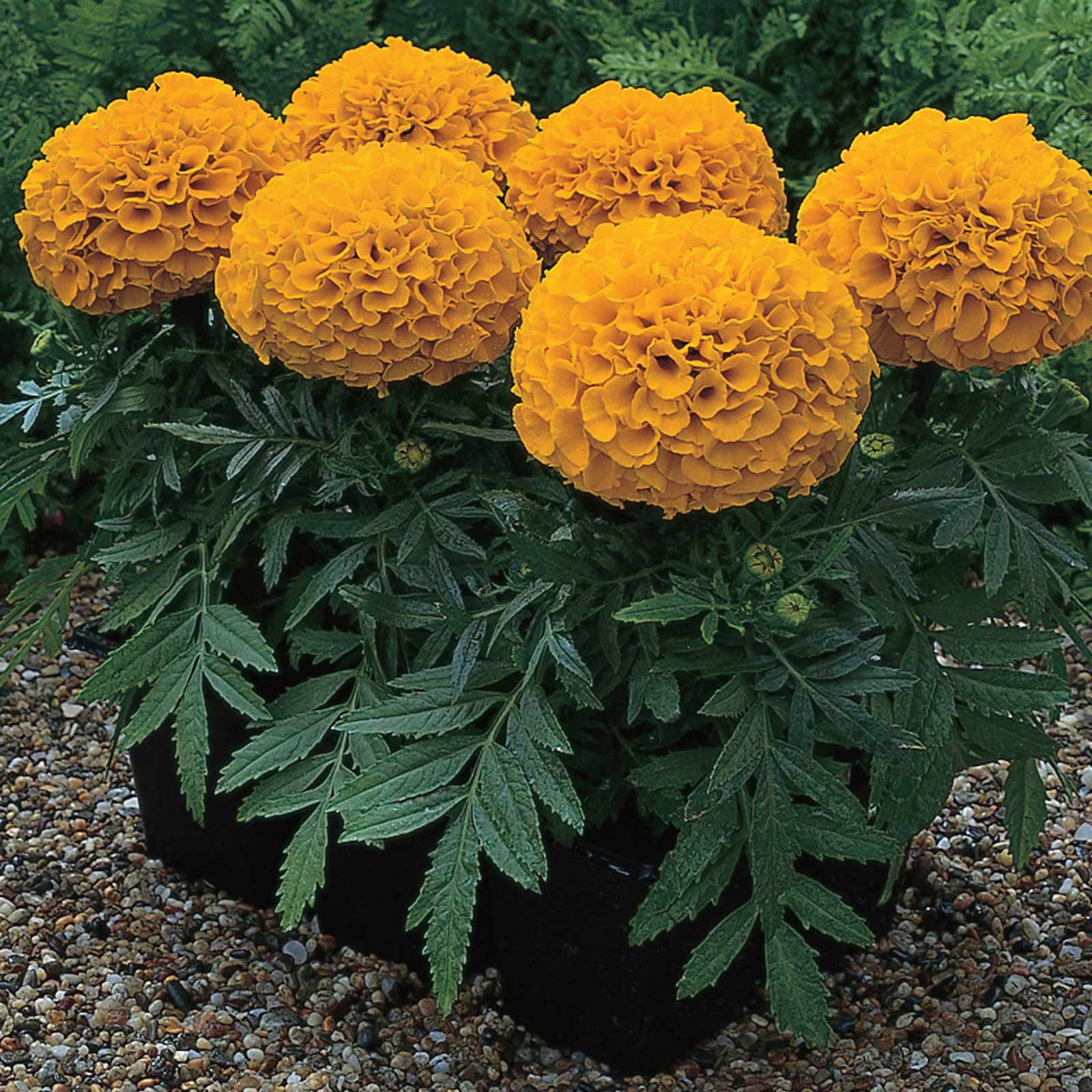 African Marigold