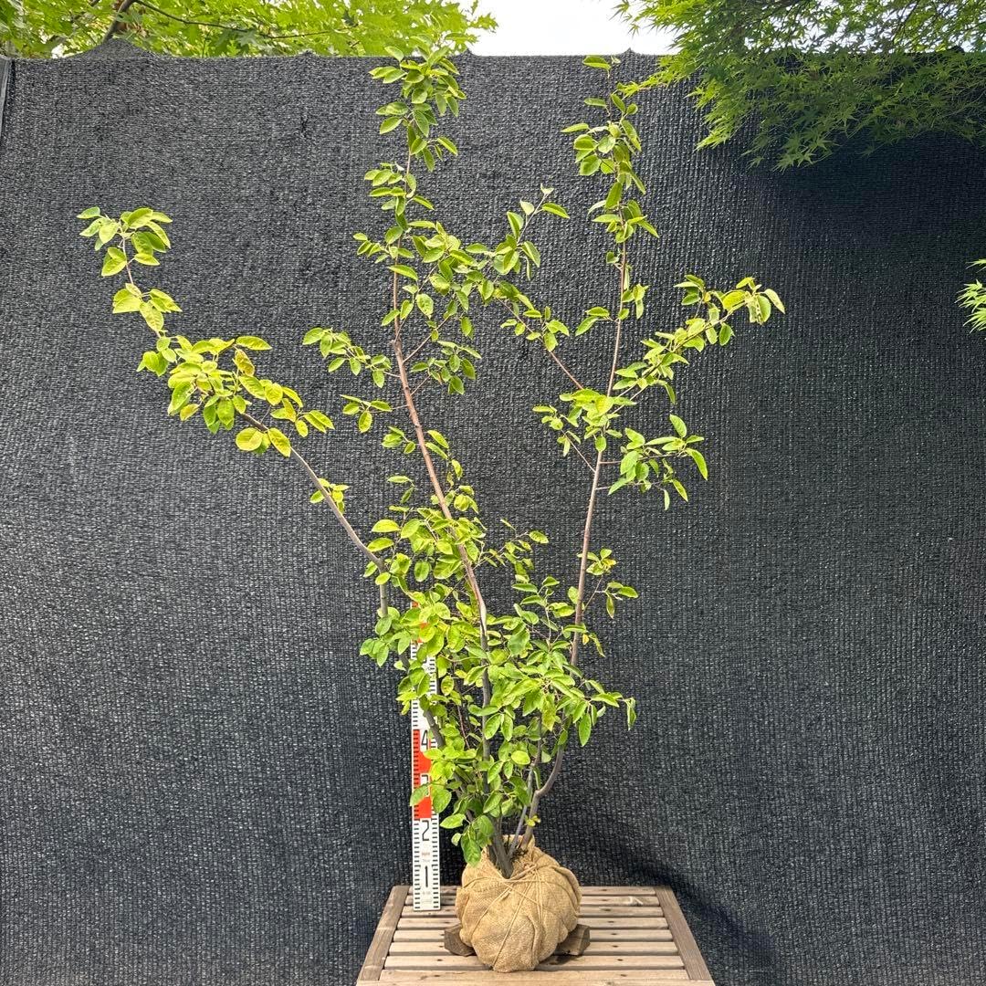 ハーブピーリング剥離あり業務用オーガニック漢方和漢ハーブピーリング