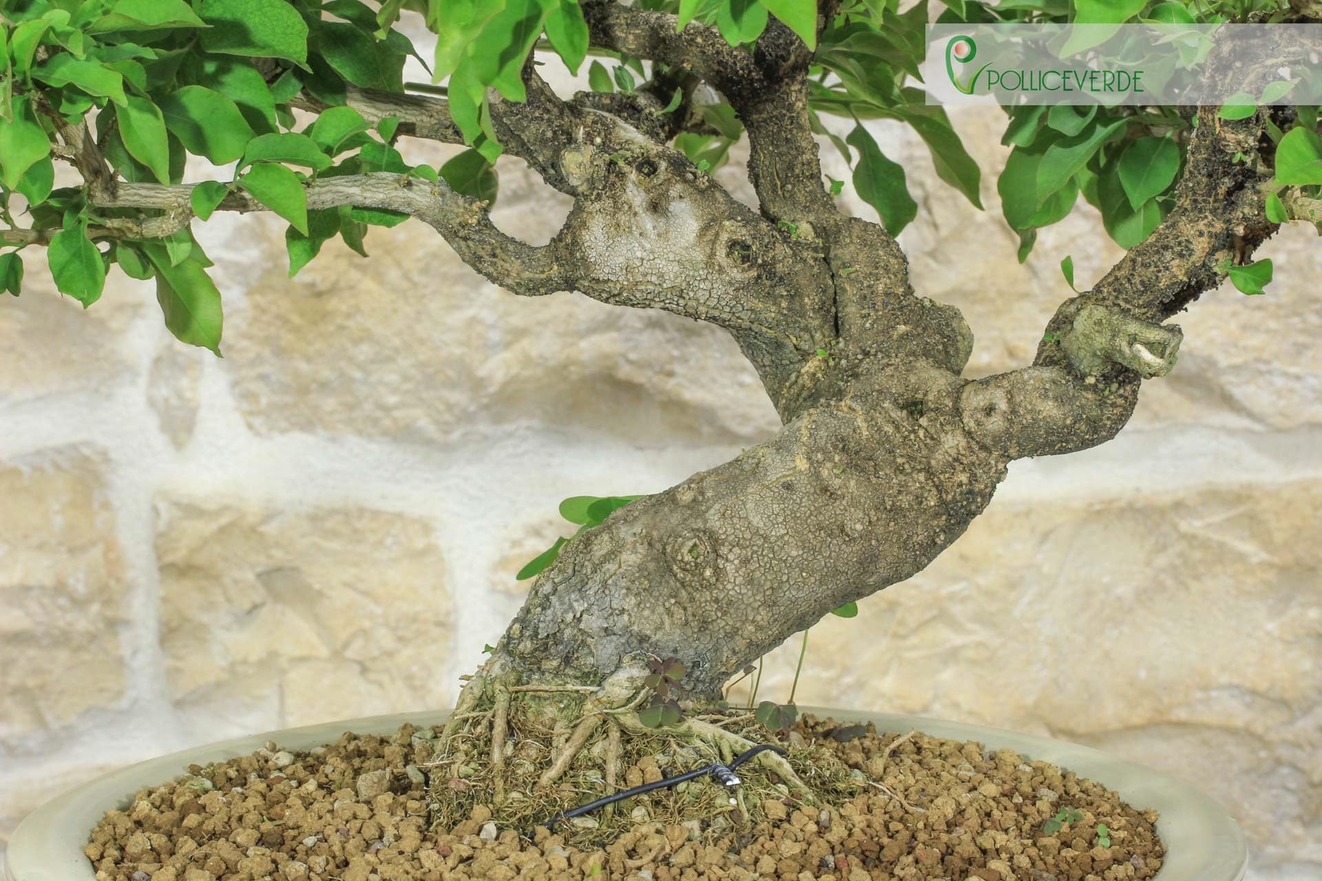Bonsai di Bougainvillea Spectabilis (121)