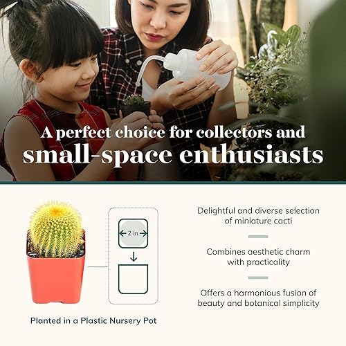 Miniatura 3 de Shop Succulents Mini plantas de cactus vivos de alta calidad en macetas a granel de 2 pulgadas, jardinería interior o exterior de fácil cuidado,