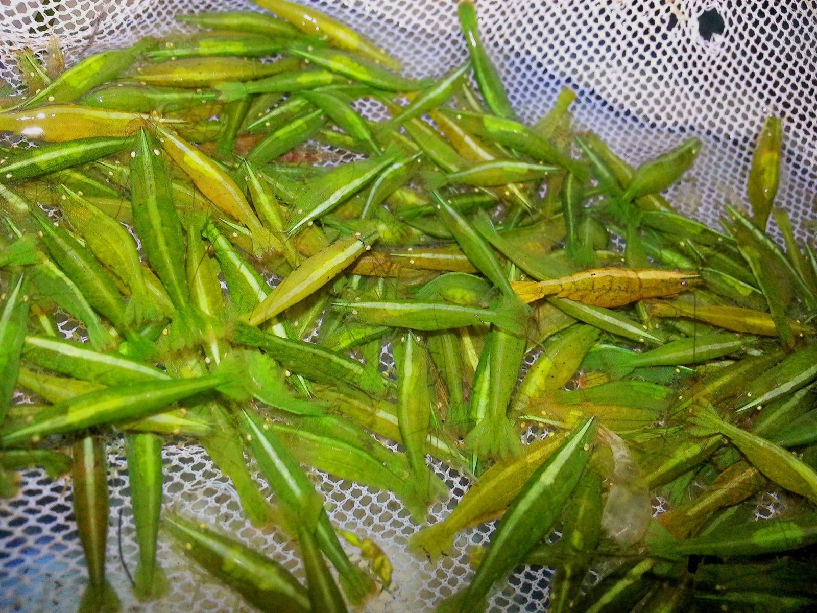Garnelen Garnelio - Grüne Caridinia babaulti VAR. Green