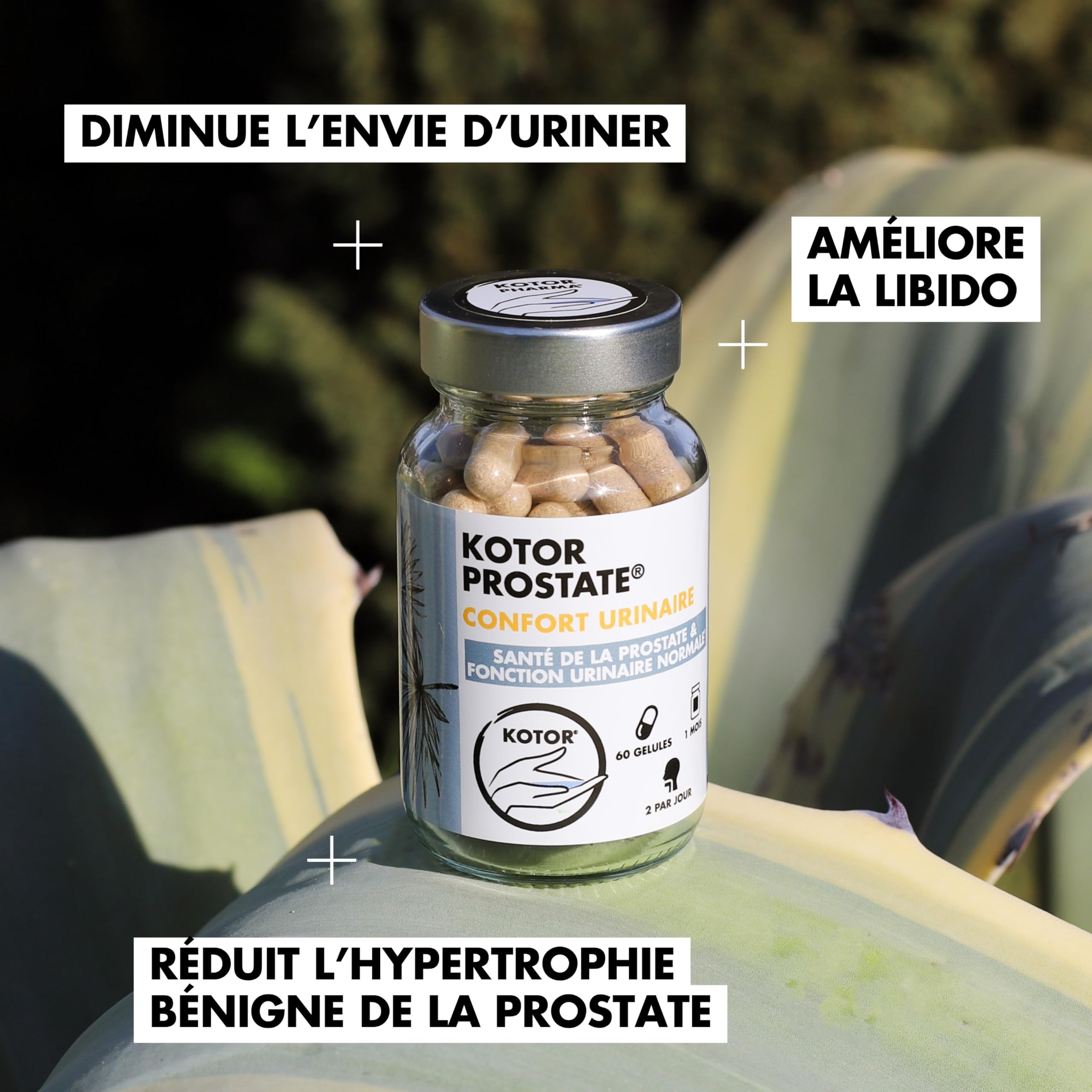 KOTOR PROSTATE | Troubles Urinaires, HBP, Envie Fréquente d’Uriner | Complexe Naturel & Français | Ortie Piquante + Palmier Nain + Prunier d’Afrique | 60 Gélules | 1 Mois