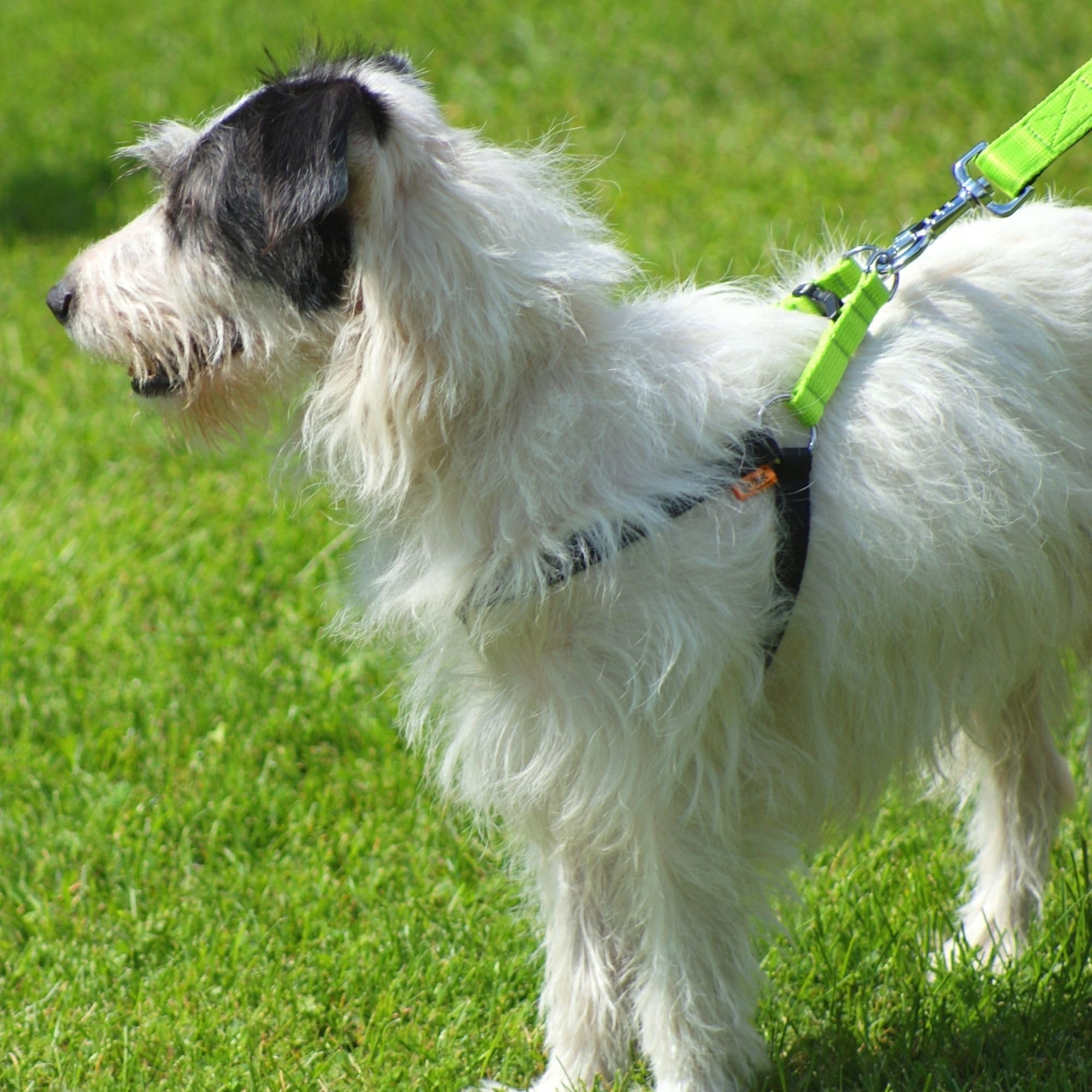 Dingo Dog Harness with Plastic Buckle Easy Wearing, Handmade of Material Green, Black Contrast 94611, 50 - Image 3